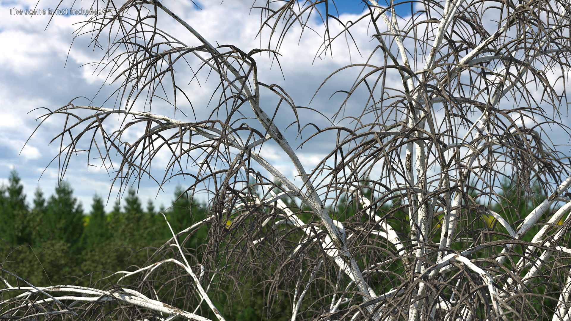 3D Silver Birch Naked Tree model