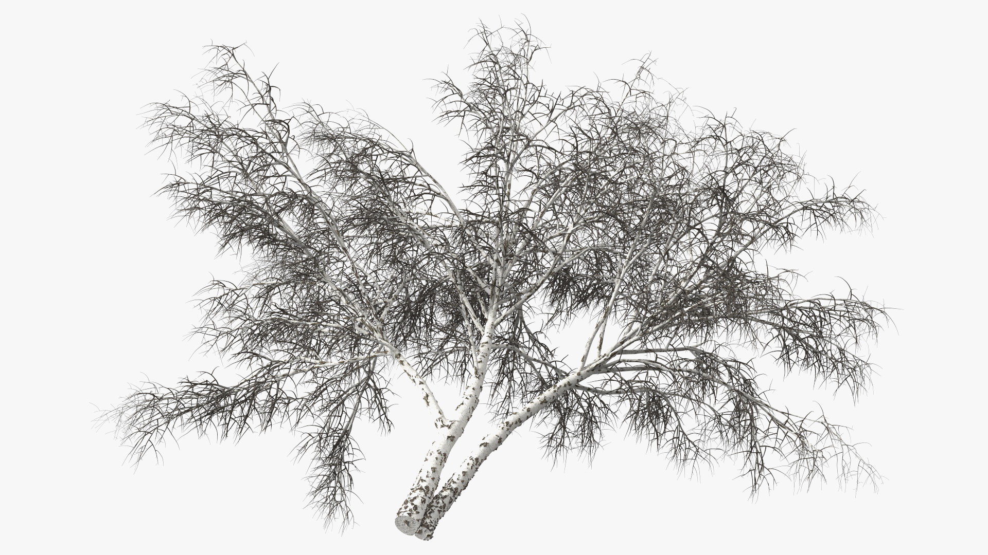3D Silver Birch Naked Tree model