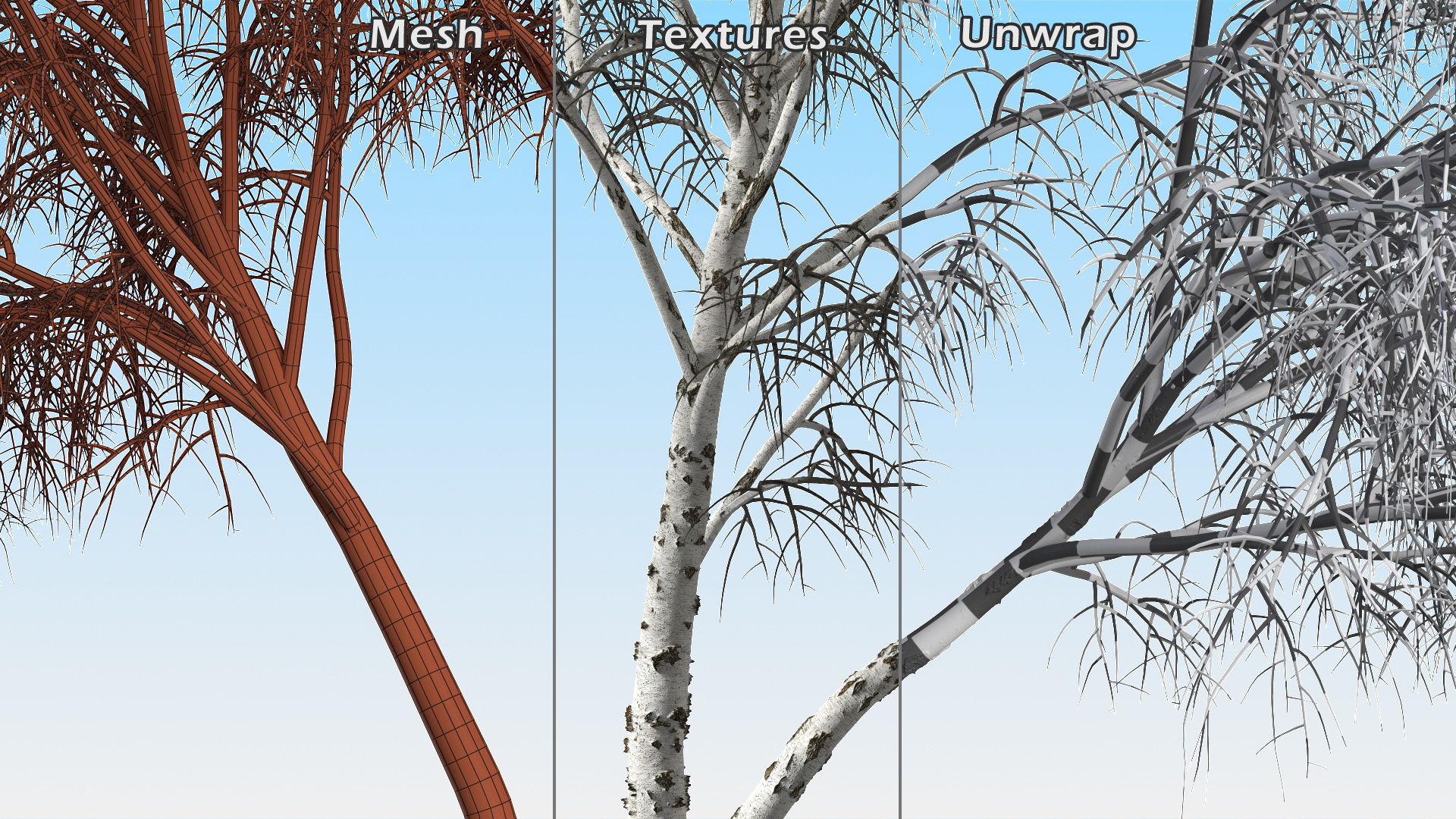 3D Silver Birch Naked Tree model