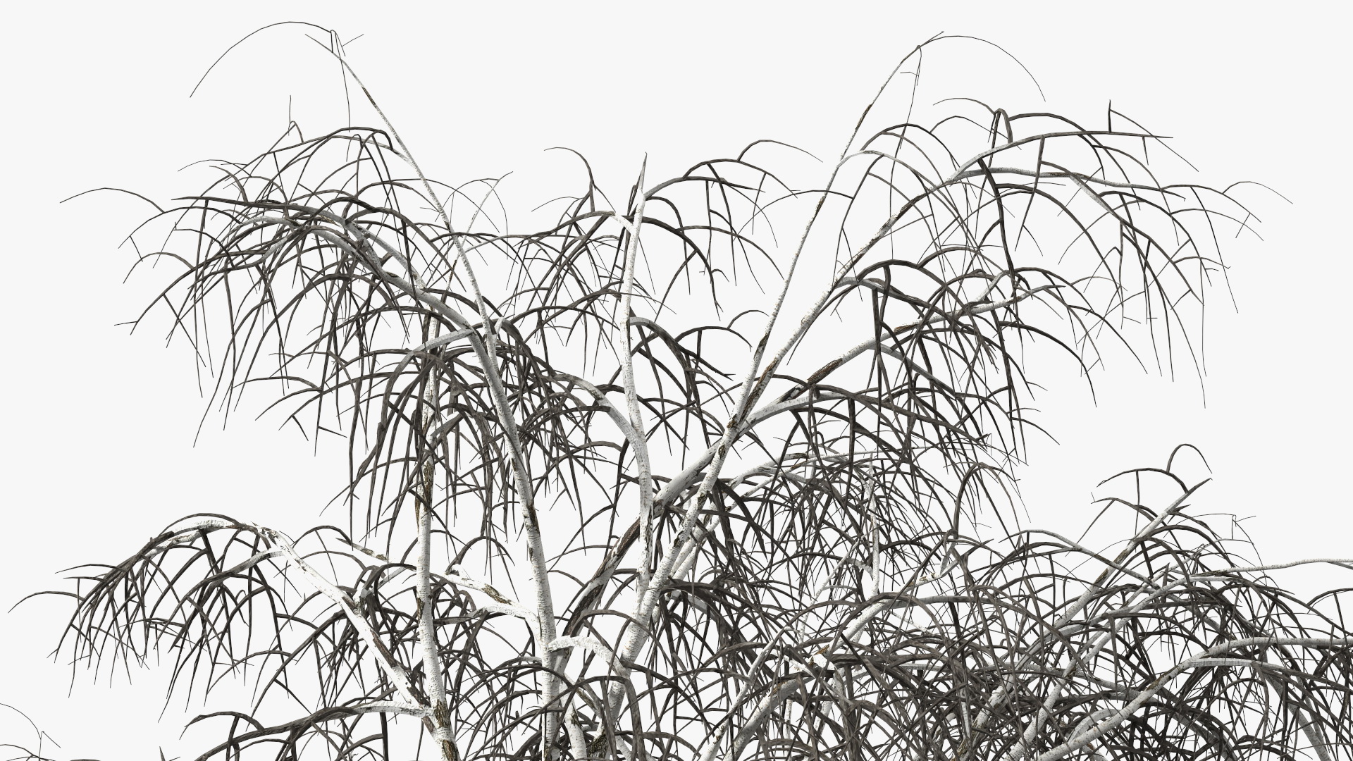 3D Silver Birch Naked Tree model