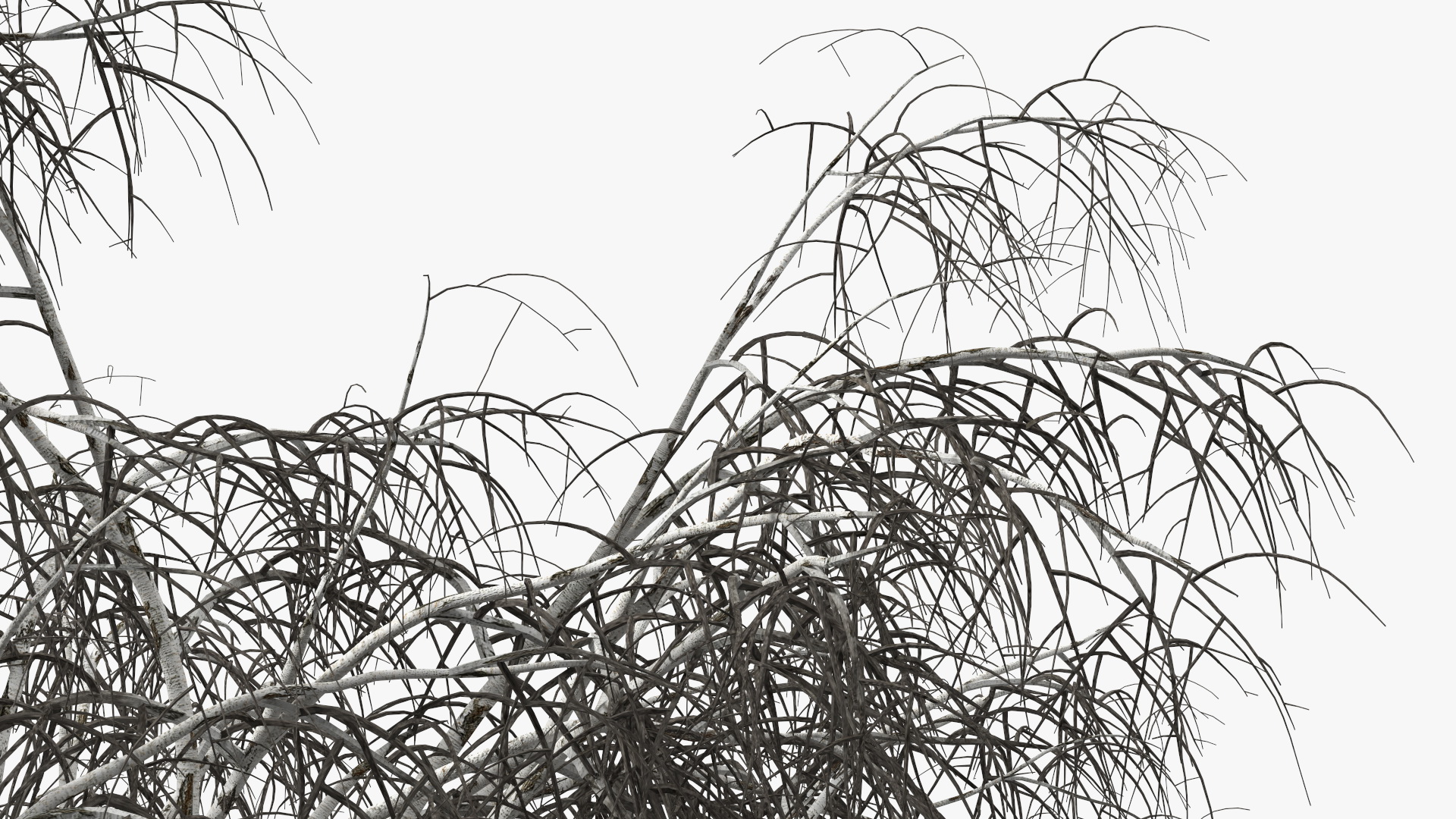 3D Silver Birch Naked Tree model