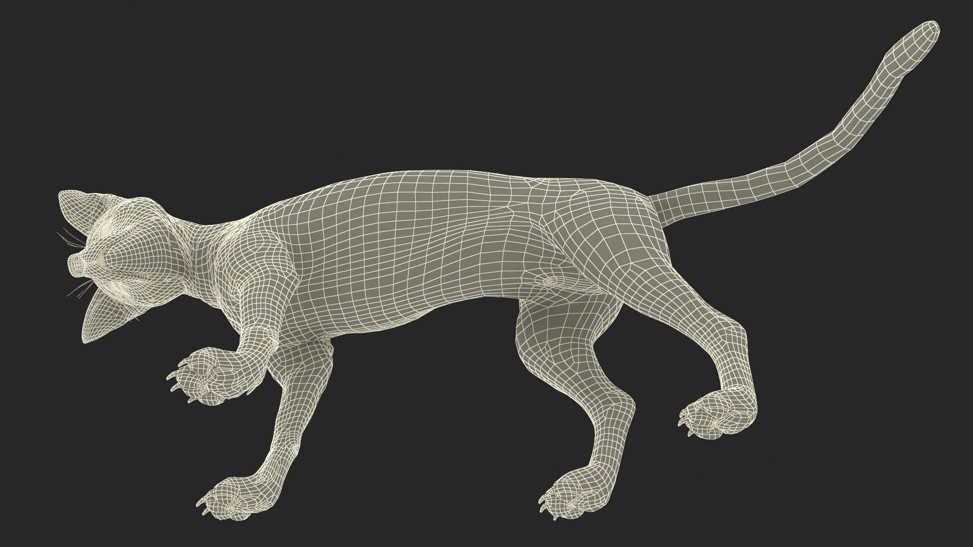 3D Wild European Fox Rigged for Cinema 4D model