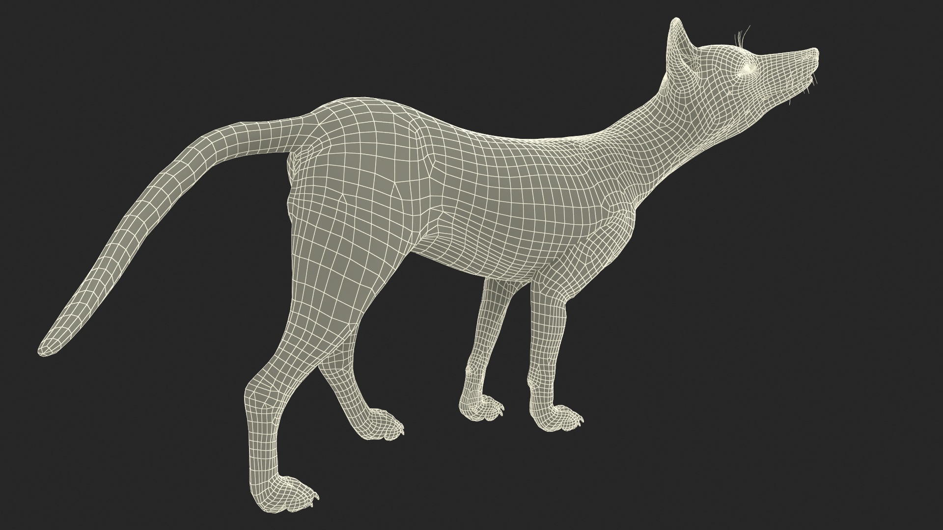 3D Wild European Fox Rigged for Cinema 4D model
