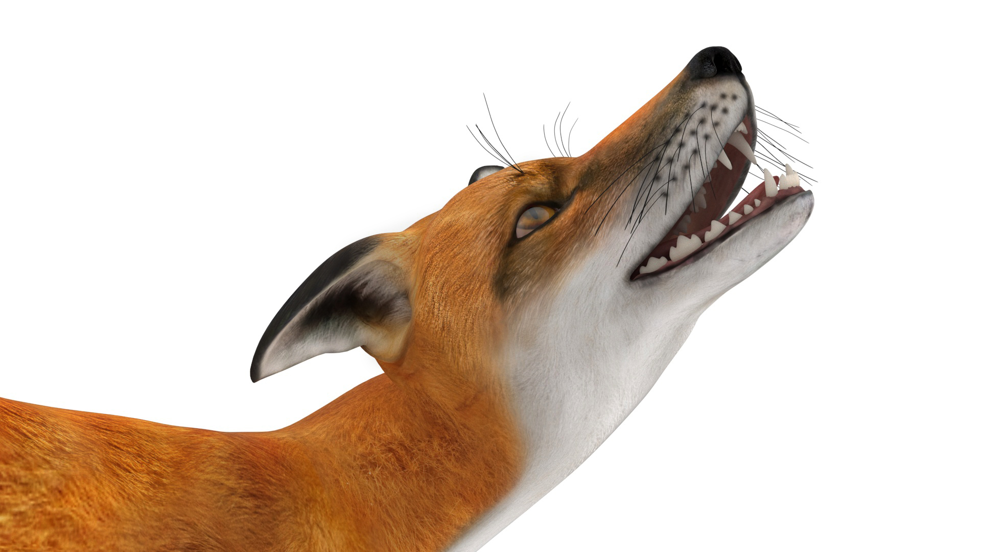 3D Wild European Fox Rigged for Cinema 4D model