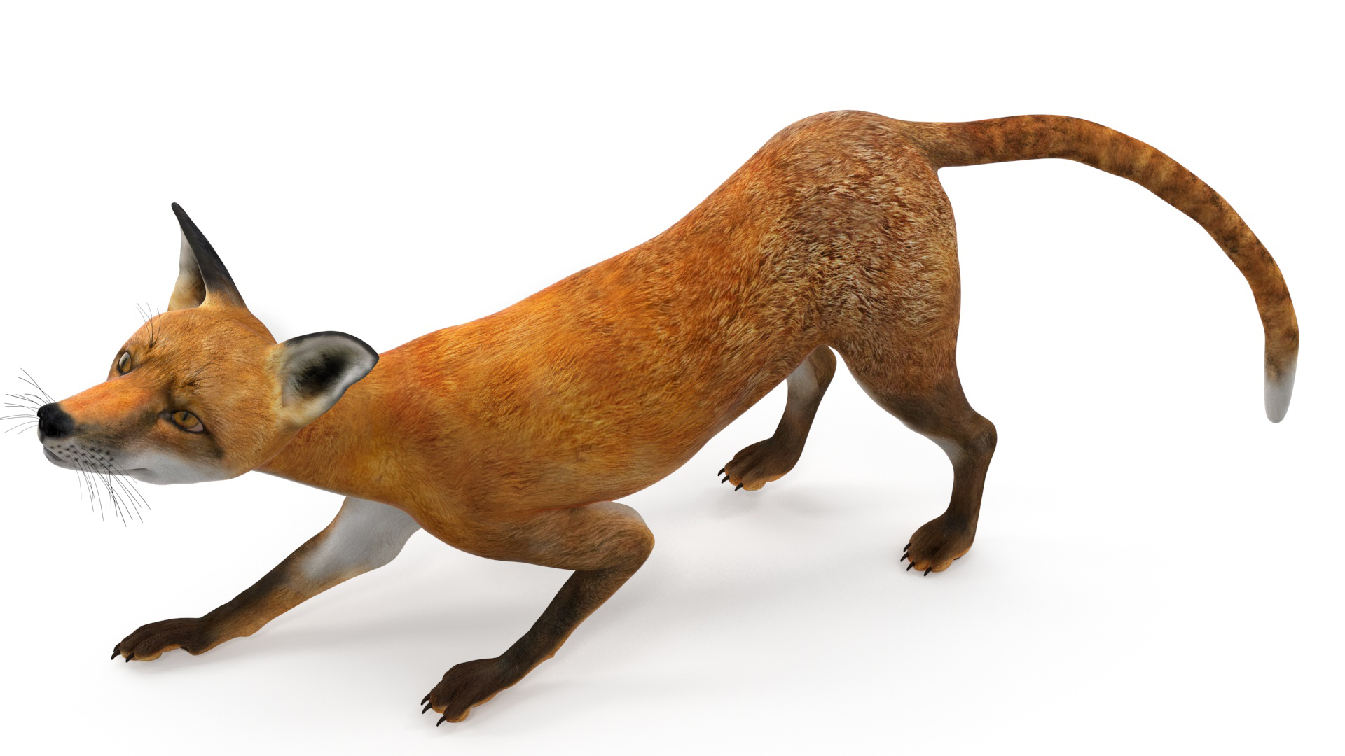 3D Wild European Fox Rigged for Cinema 4D model