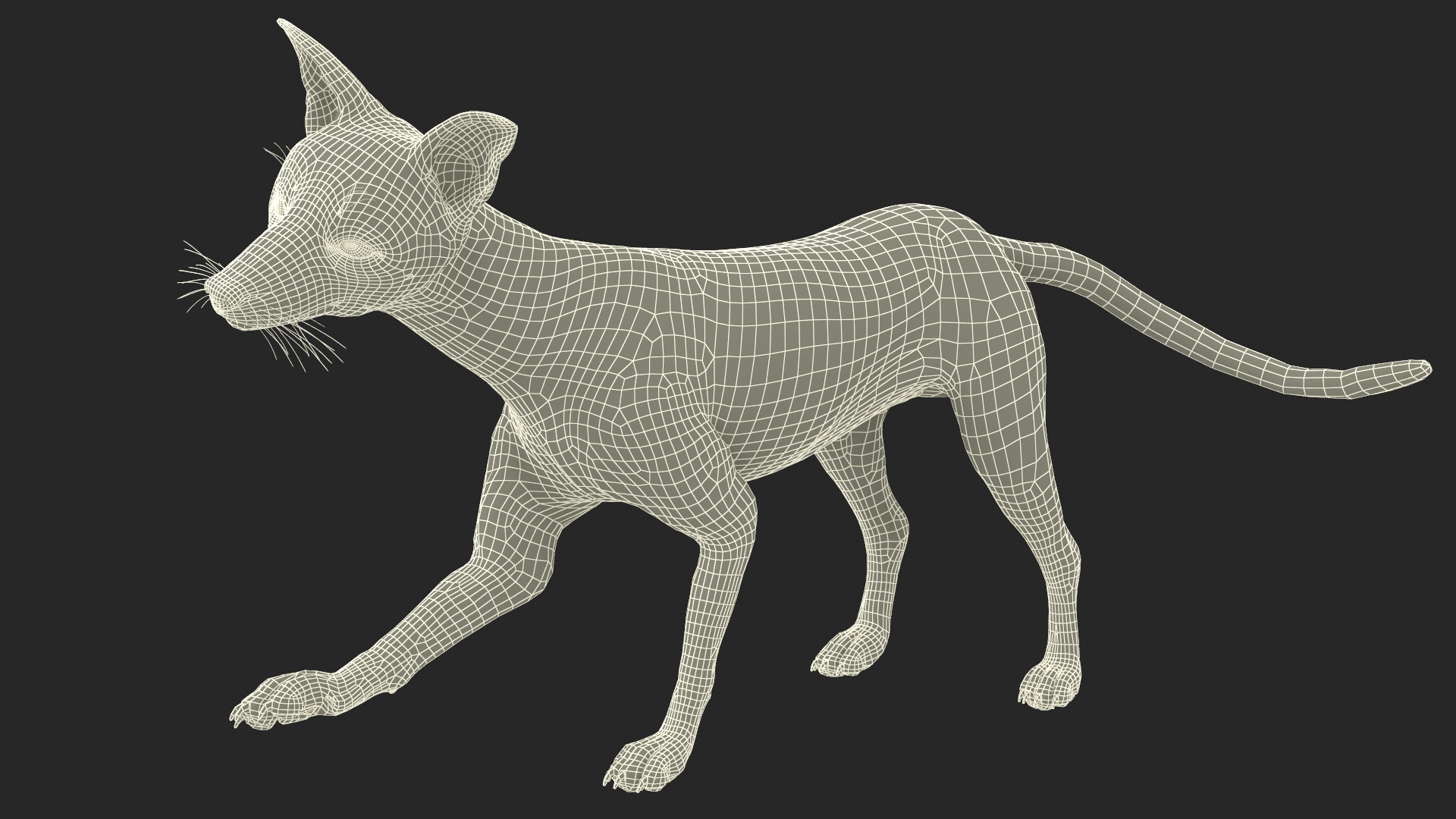 3D Wild European Fox Rigged for Cinema 4D model