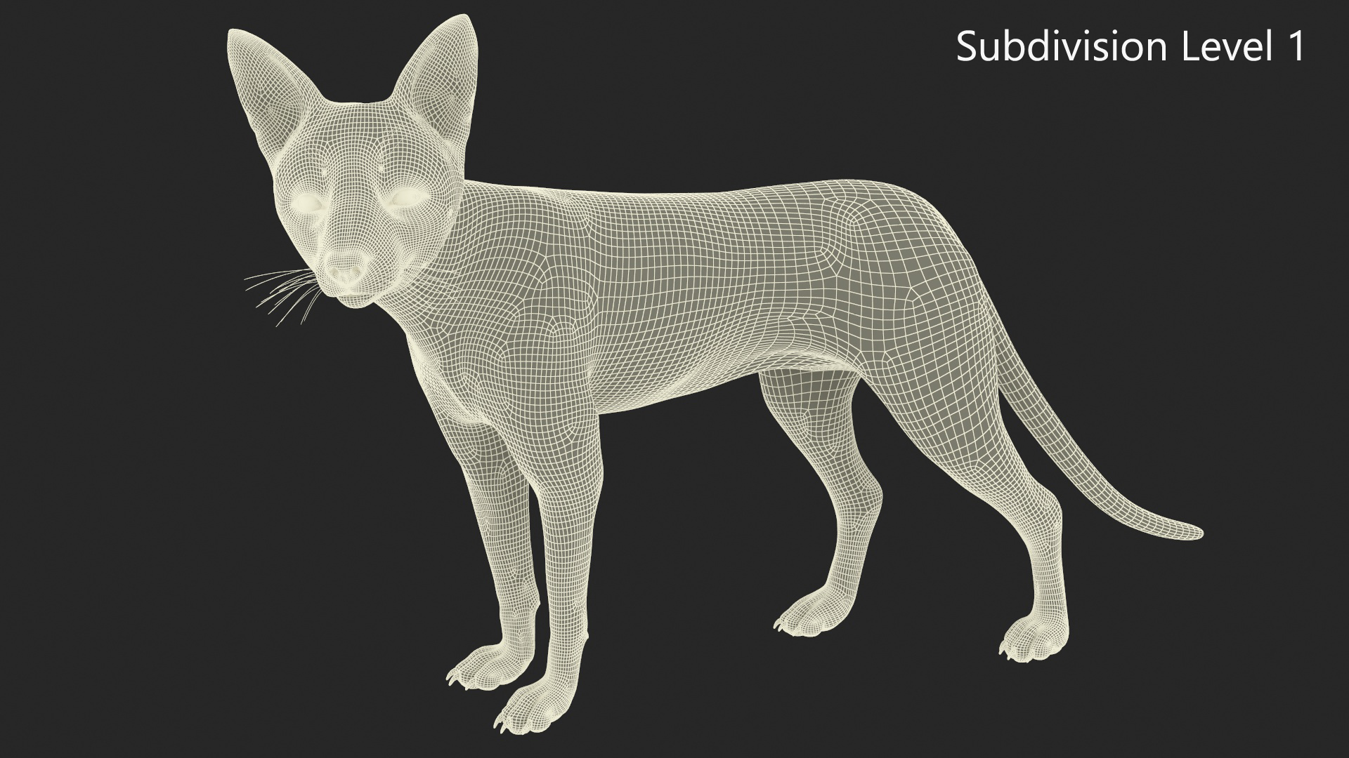 3D Wild European Fox Rigged for Cinema 4D model