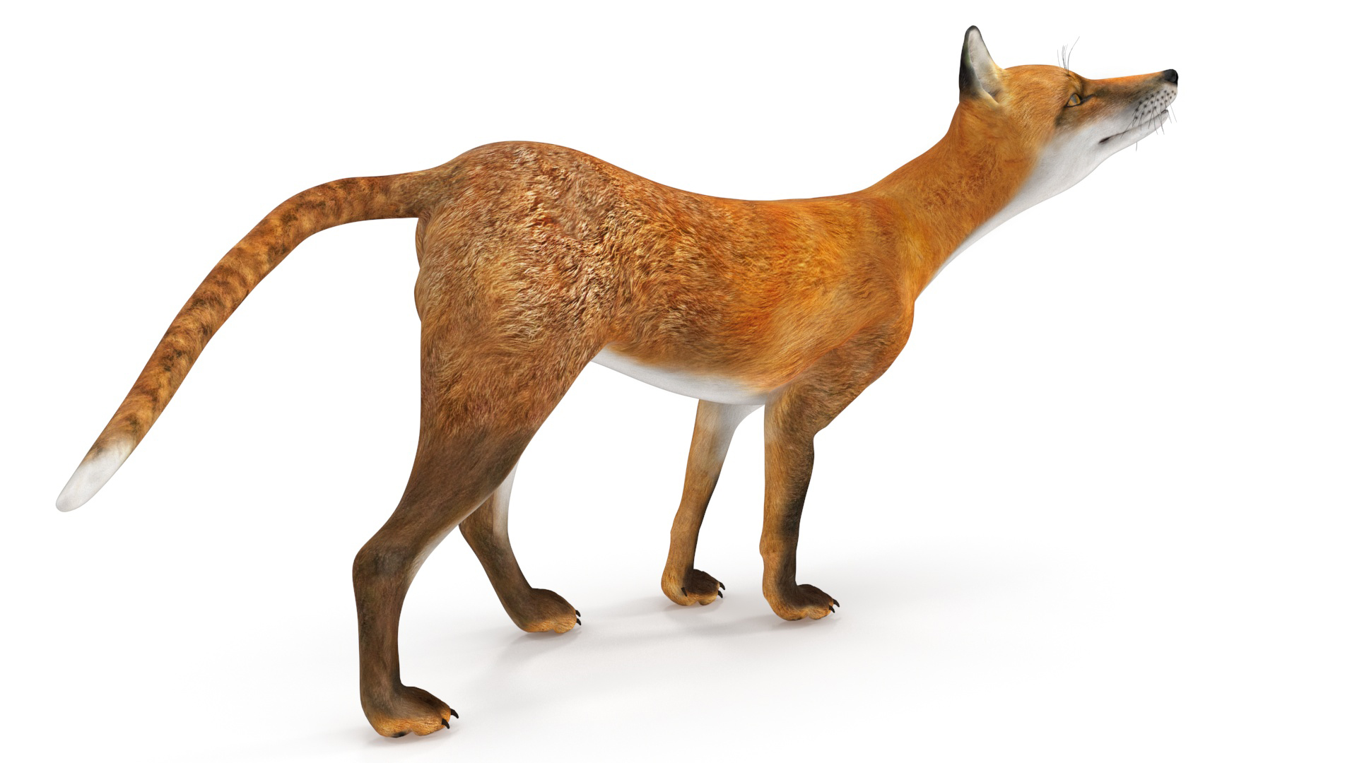 3D Wild European Fox Rigged for Cinema 4D model