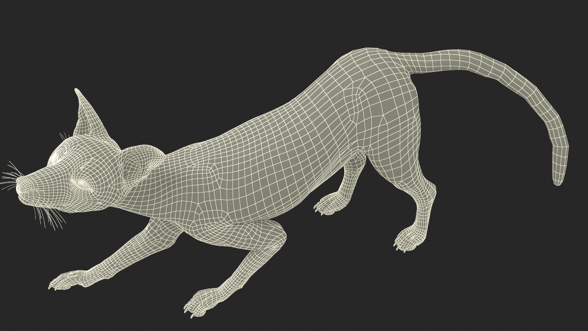 3D Wild European Fox Rigged for Cinema 4D model