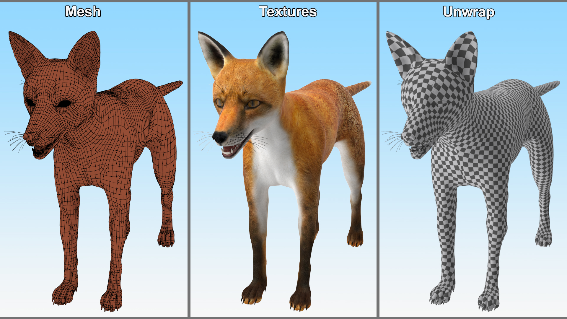 3D Wild European Fox Rigged for Cinema 4D model