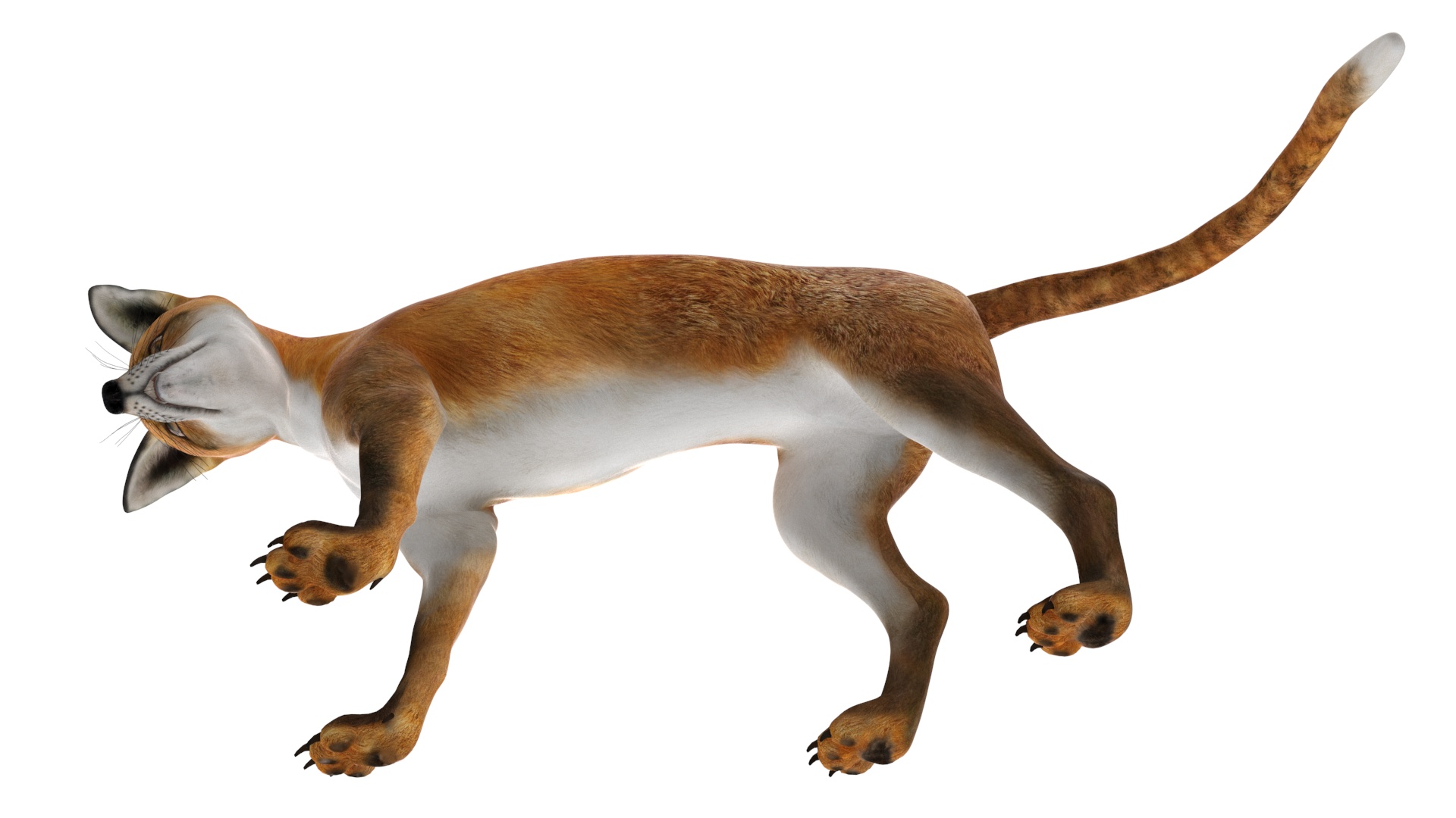 3D Wild European Fox Rigged for Cinema 4D model
