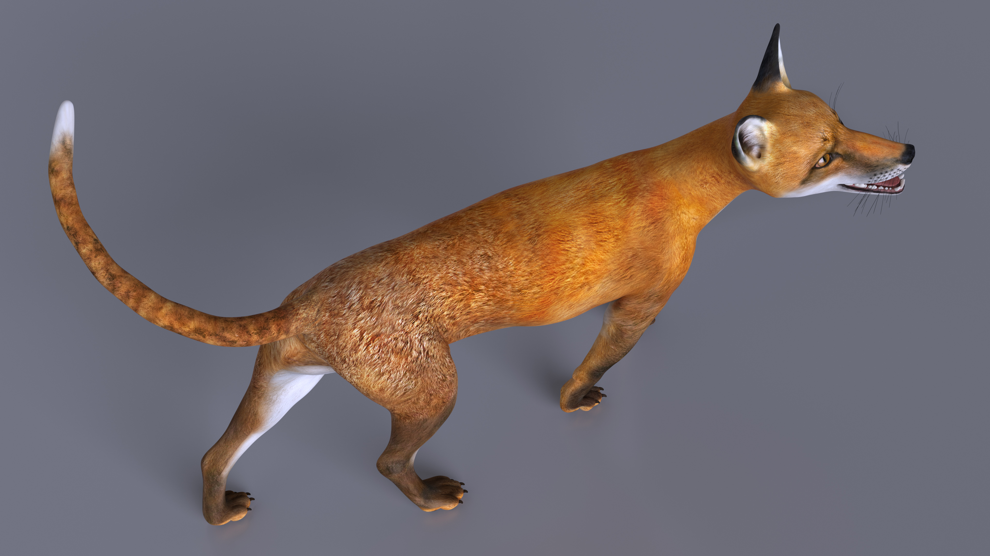 3D Wild European Fox Rigged for Cinema 4D model