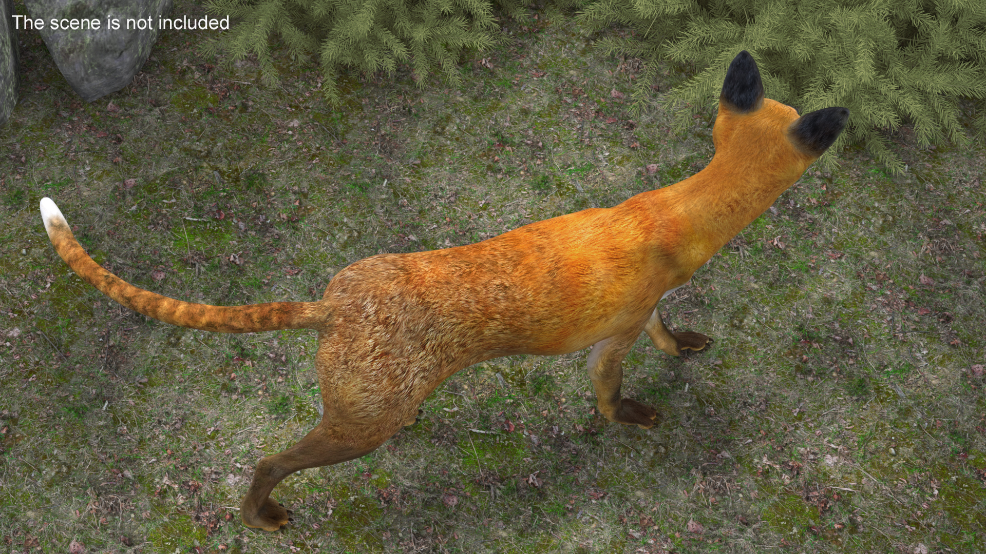 3D Wild European Fox Rigged for Cinema 4D model