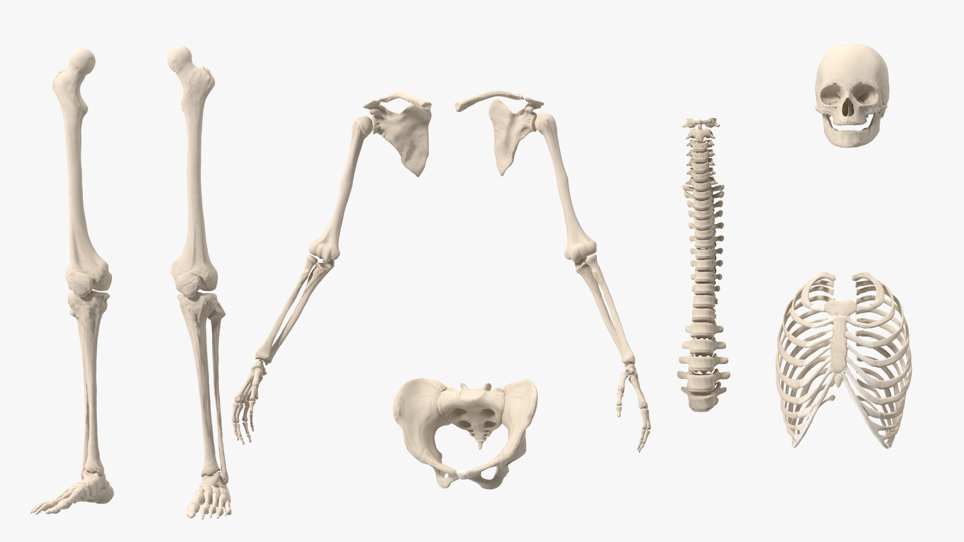 3D Female Anatomy Skeleton model