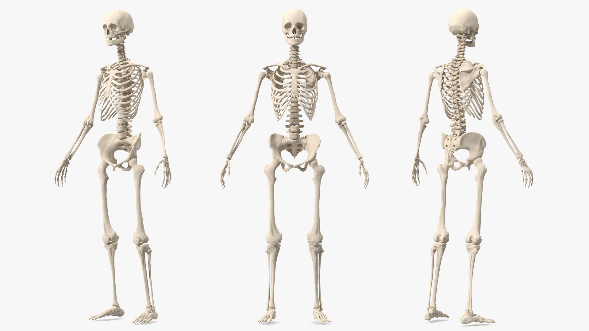 3D Female Anatomy Skeleton model