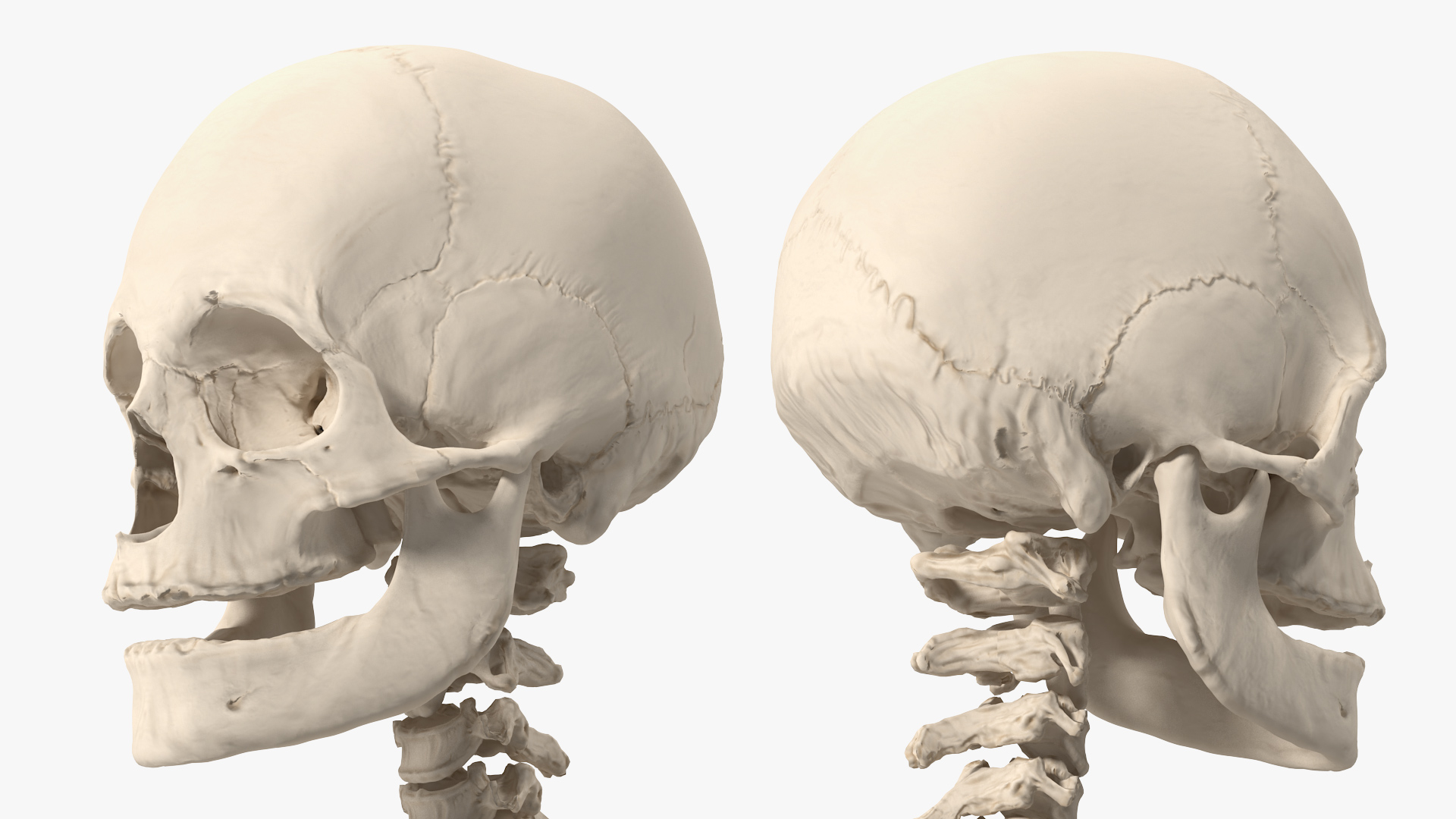 3D Female Anatomy Skeleton model