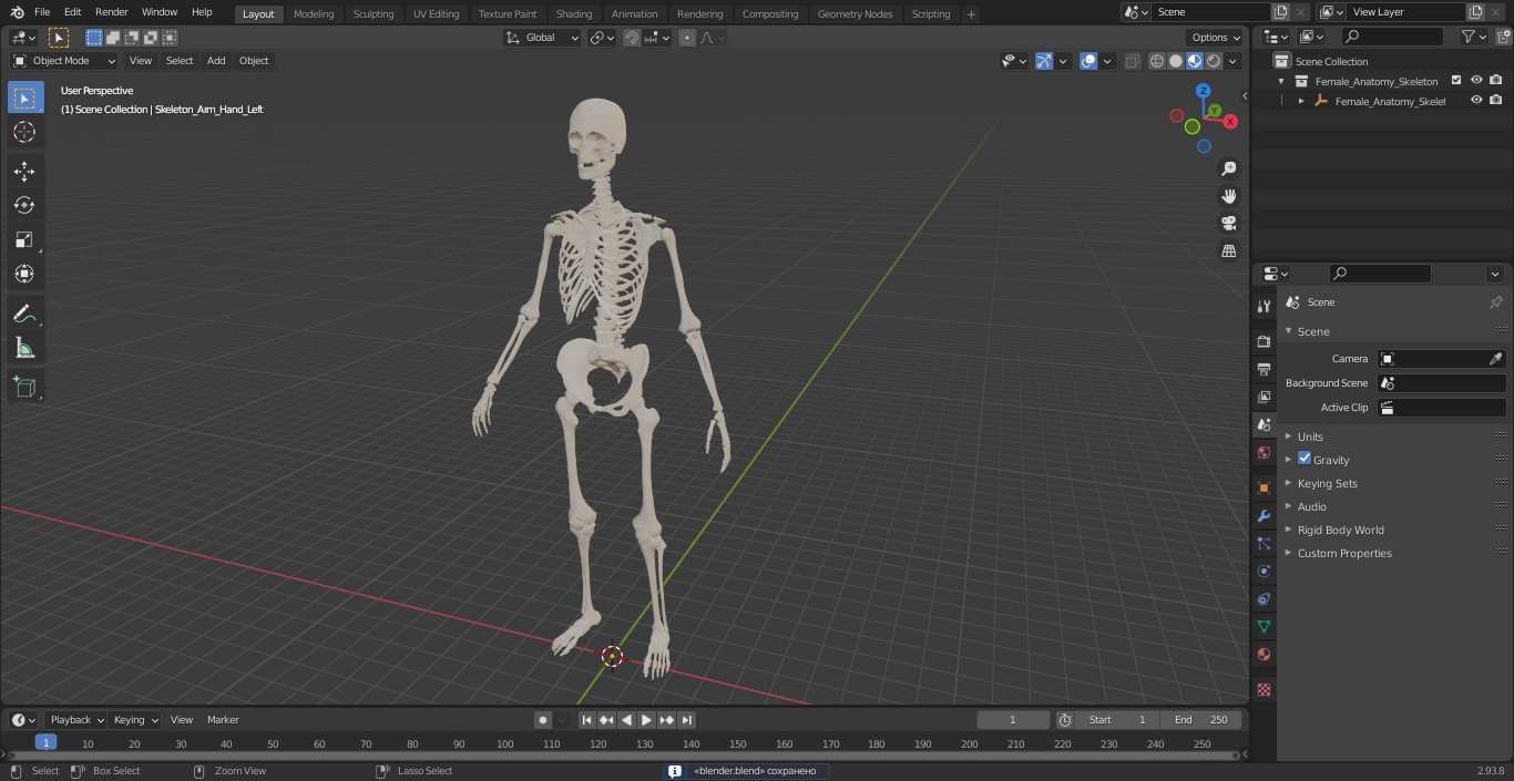 3D Female Anatomy Skeleton model