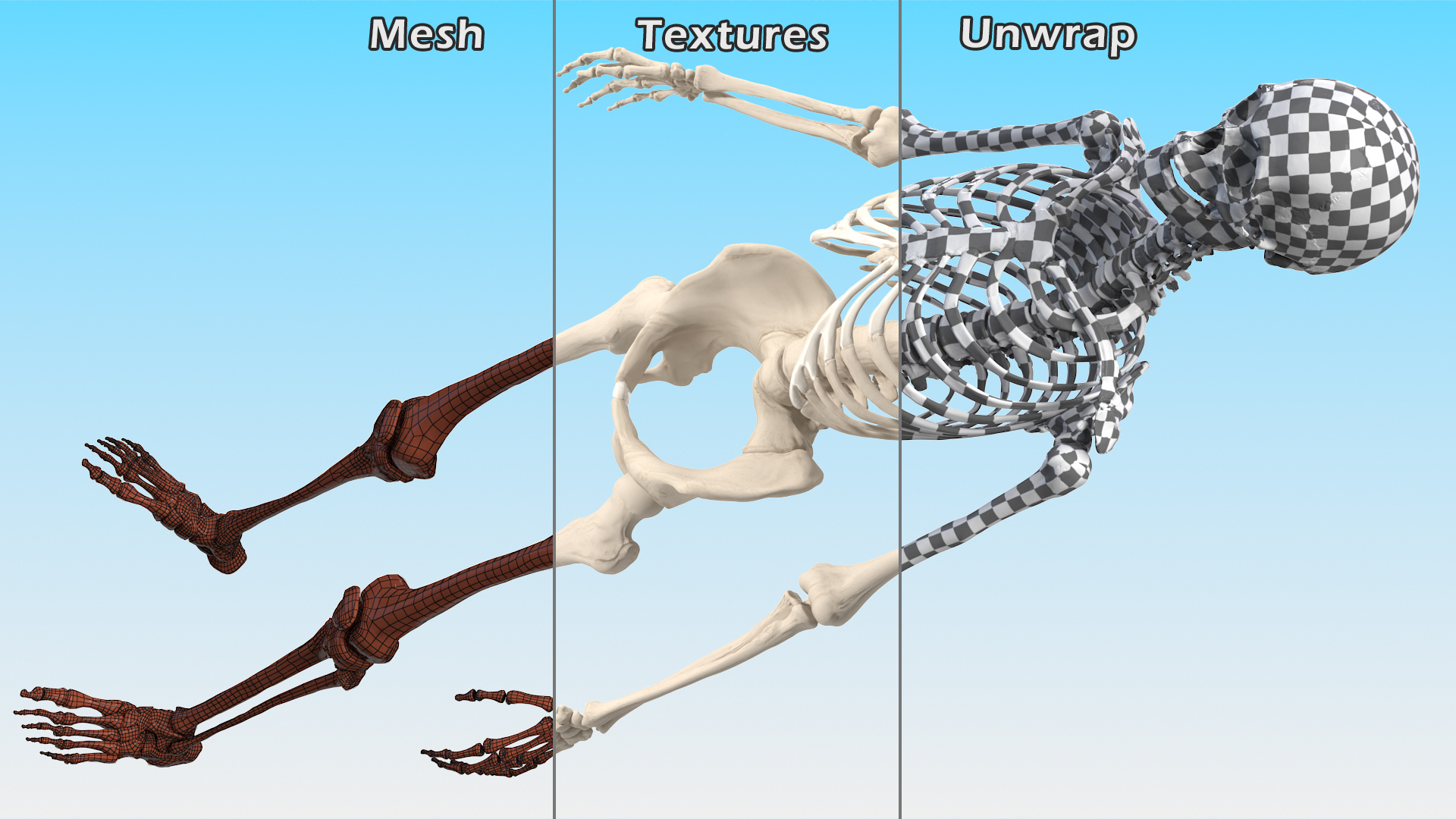 3D Female Anatomy Skeleton model