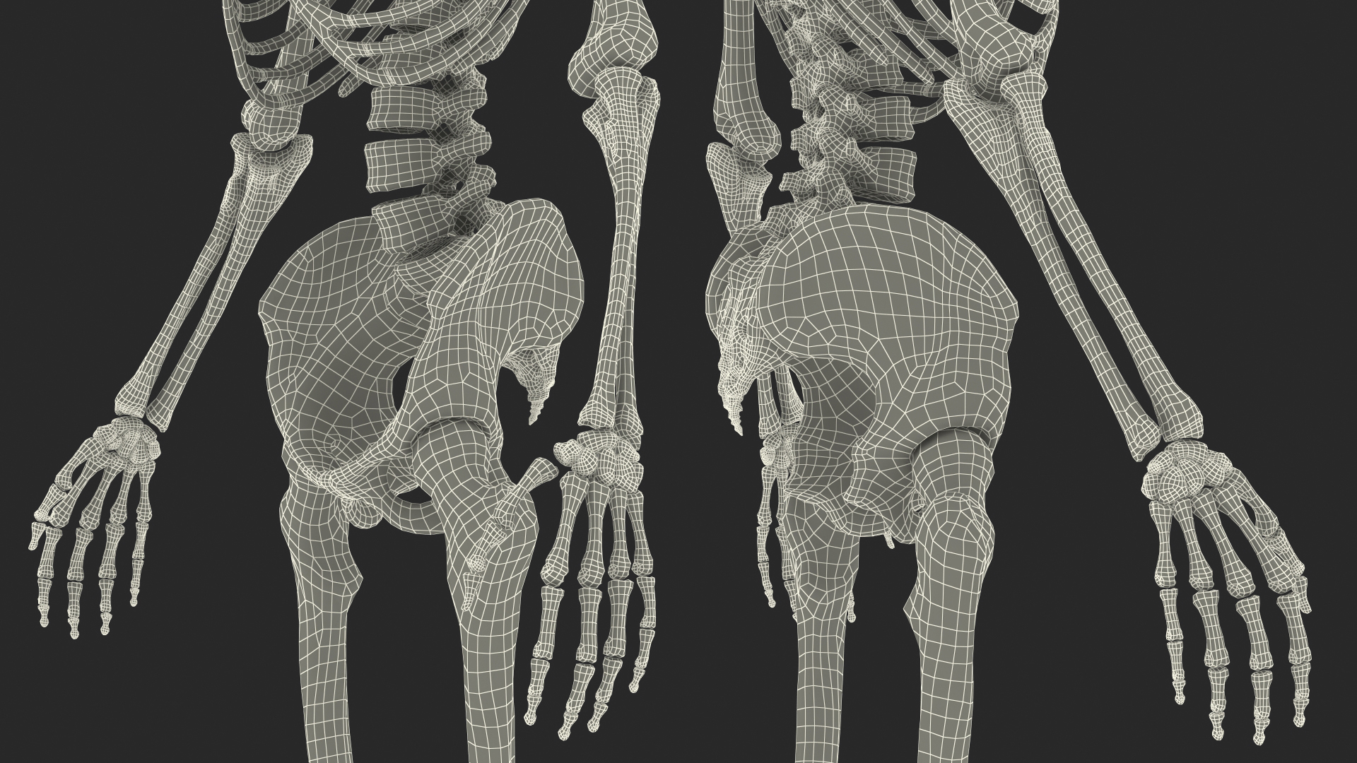 3D Female Anatomy Skeleton model