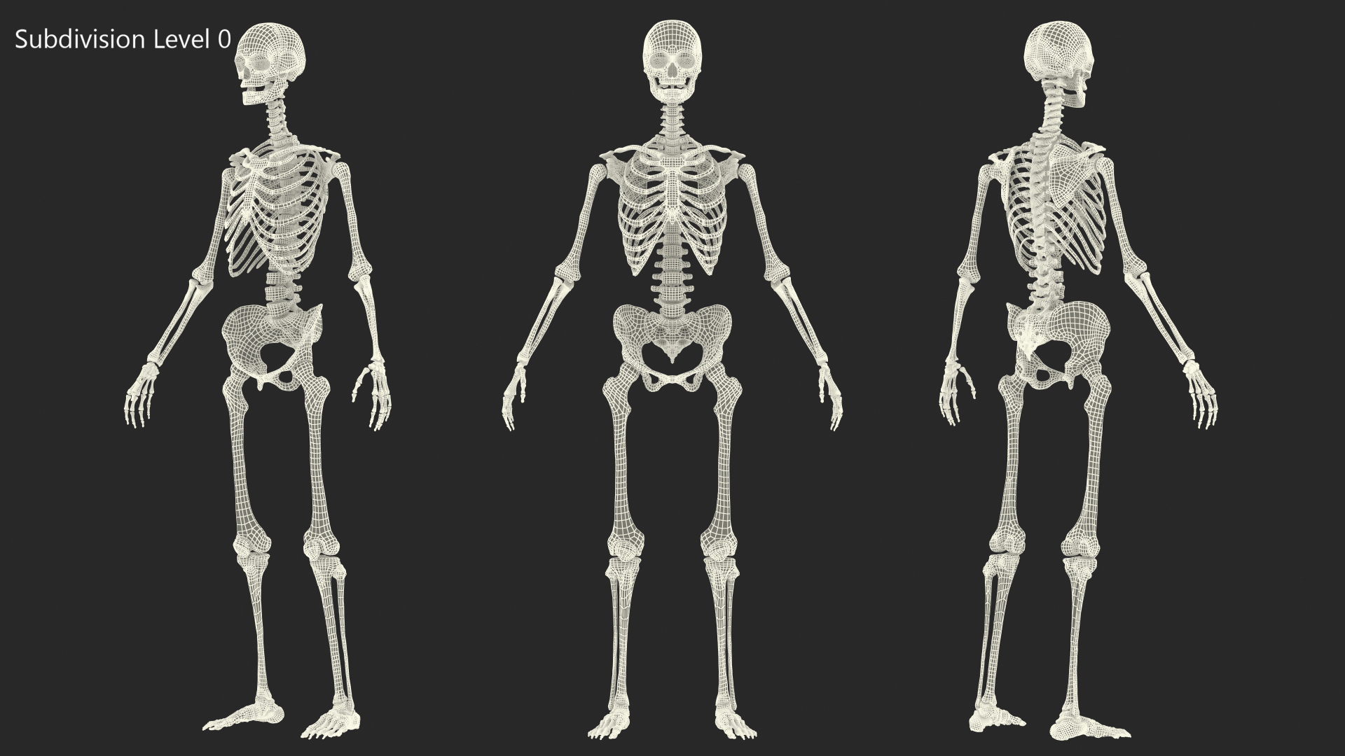 3D Female Anatomy Skeleton model