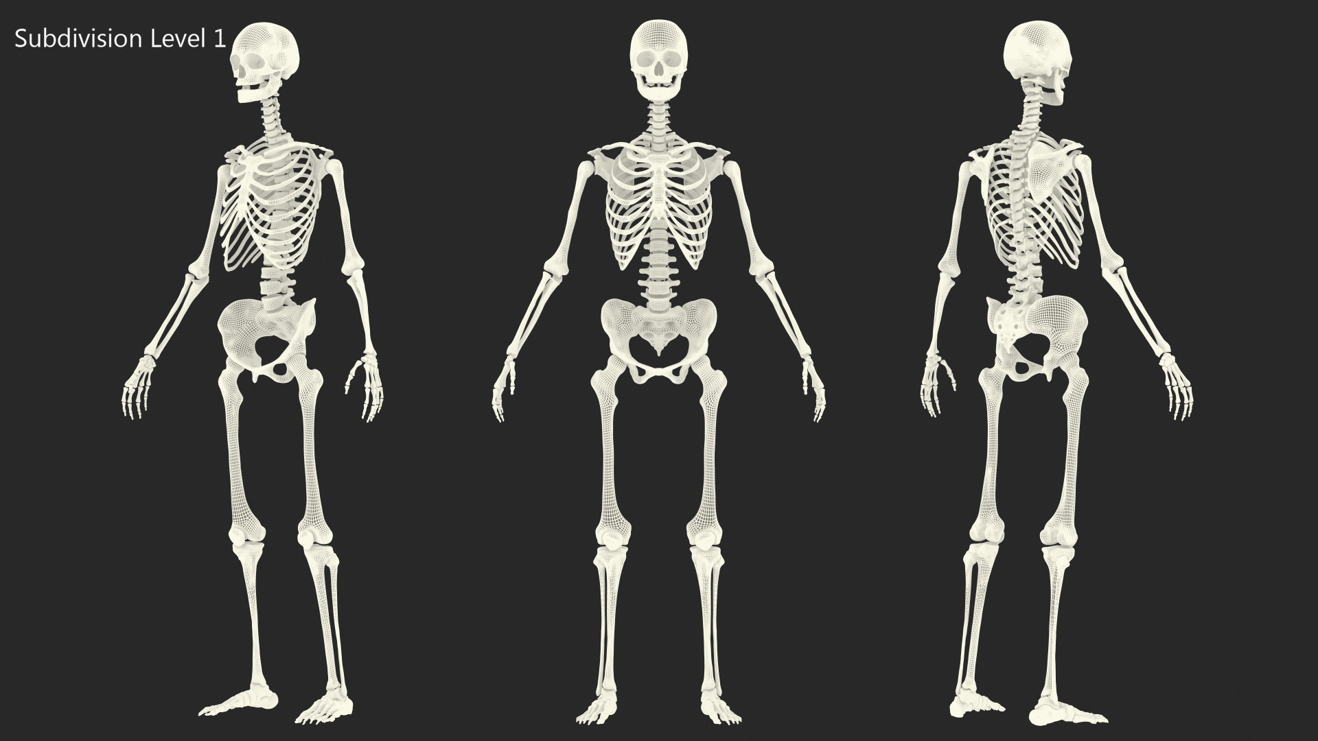 3D Female Anatomy Skeleton model