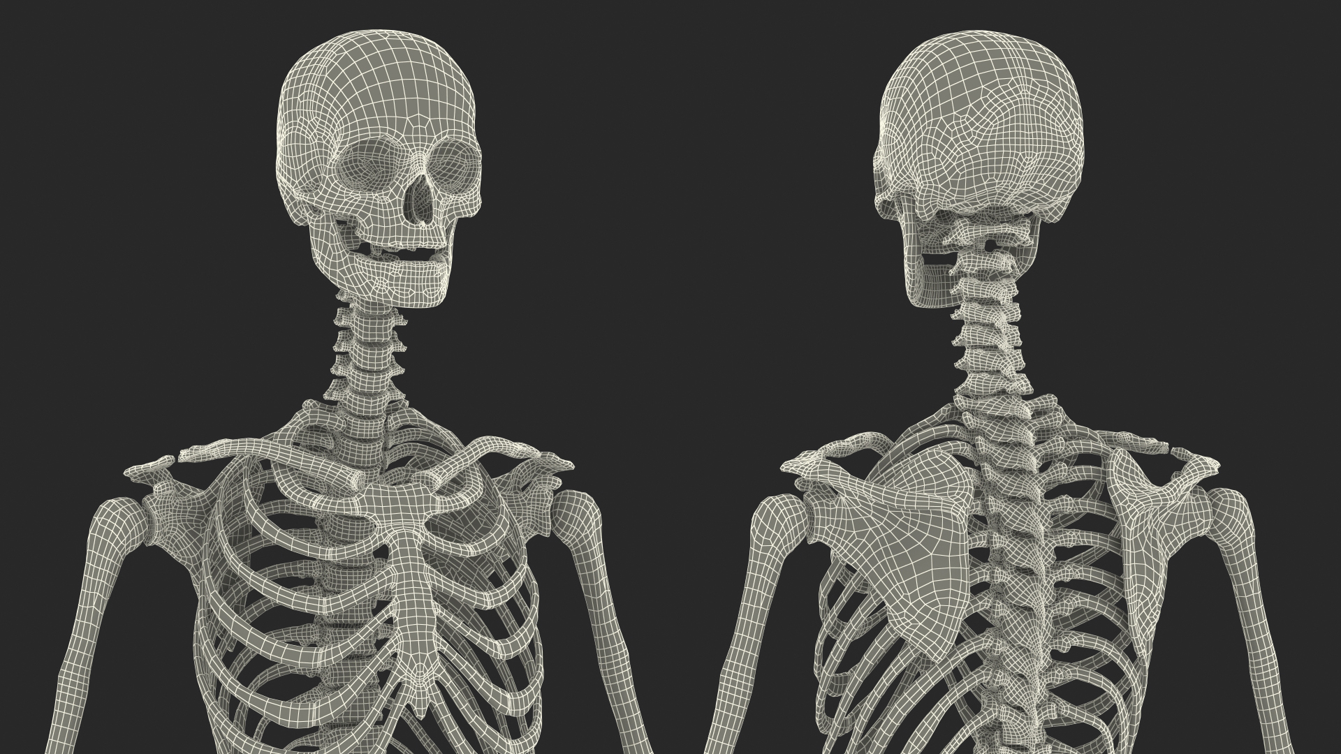 3D Female Anatomy Skeleton model