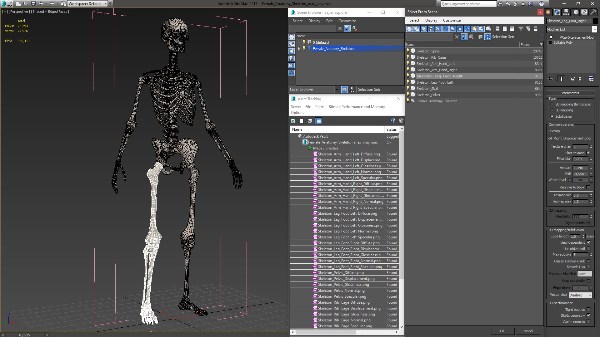 3D Female Anatomy Skeleton model