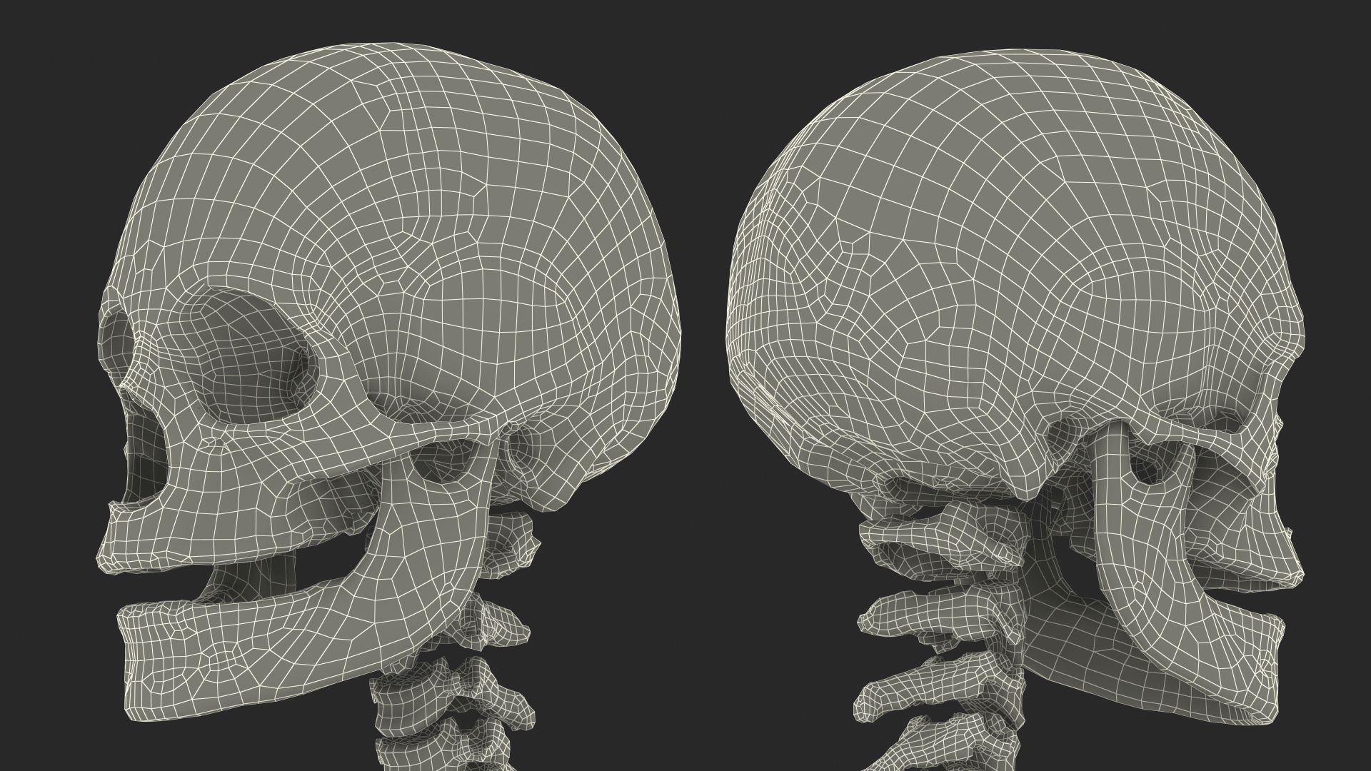 3D Female Anatomy Skeleton model