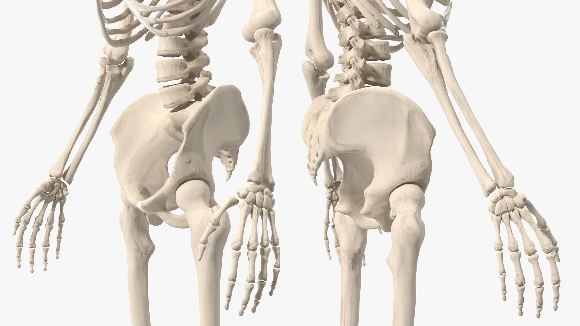 3D Female Anatomy Skeleton model