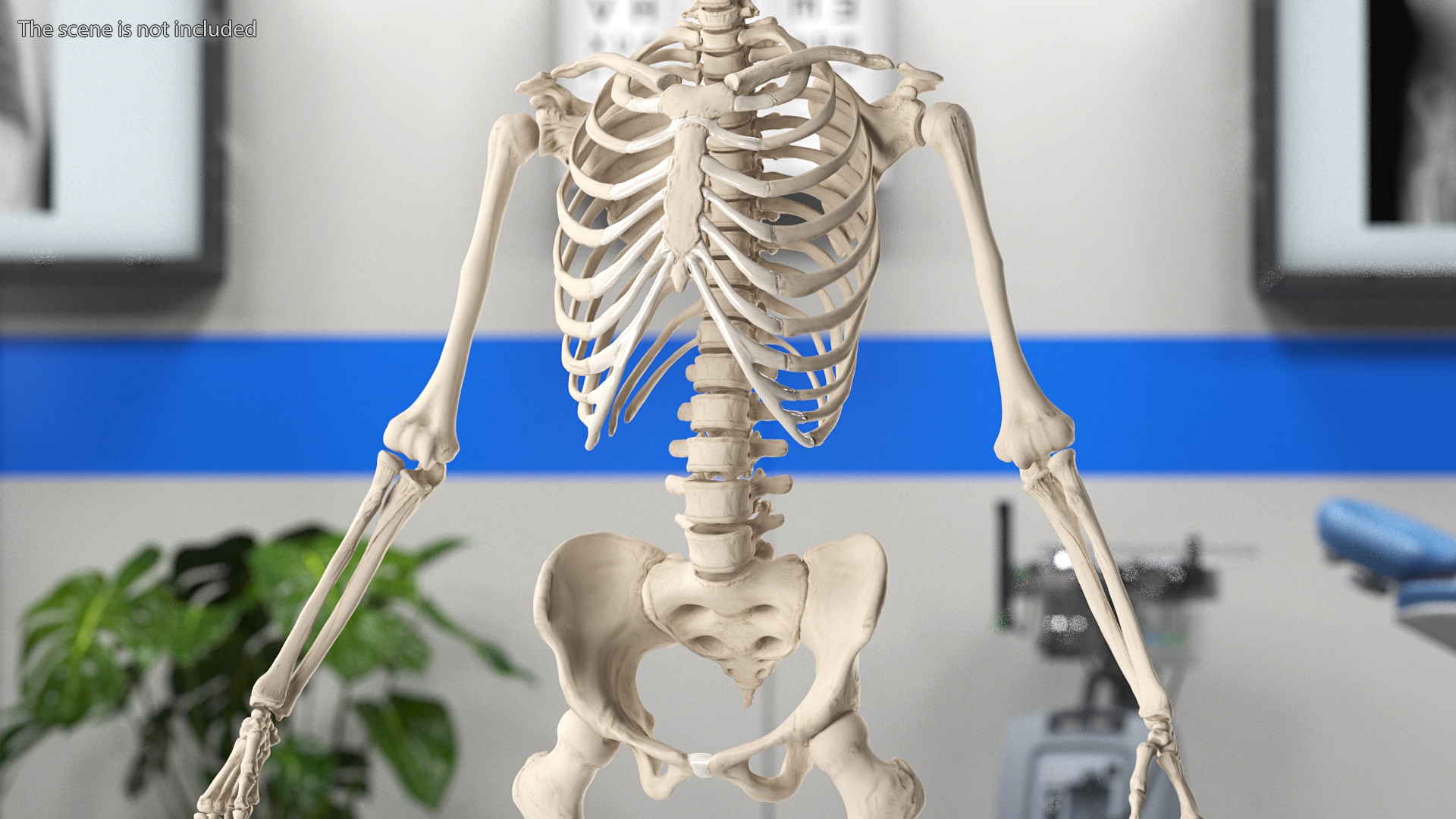 3D Female Anatomy Skeleton model