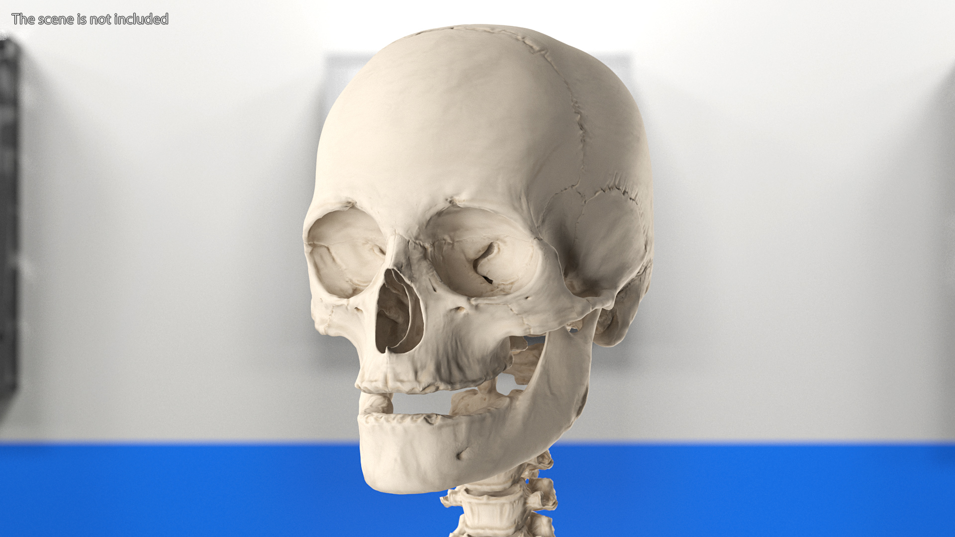 3D Female Anatomy Skeleton model