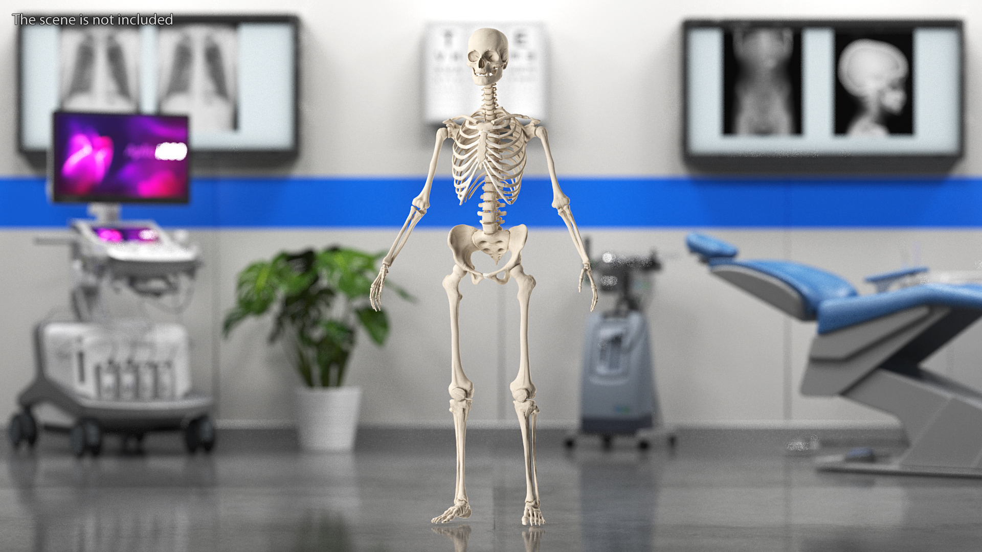 3D Female Anatomy Skeleton model