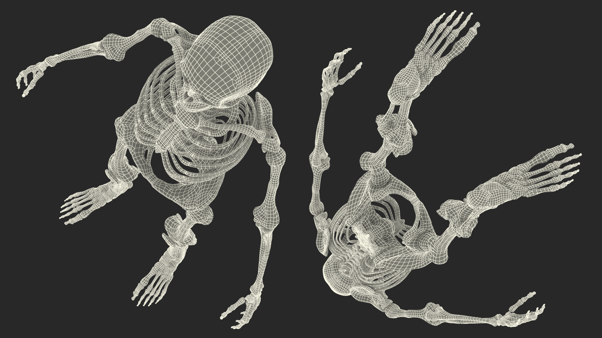 3D Female Anatomy Skeleton model