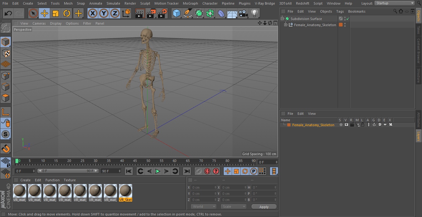 3D Female Anatomy Skeleton model