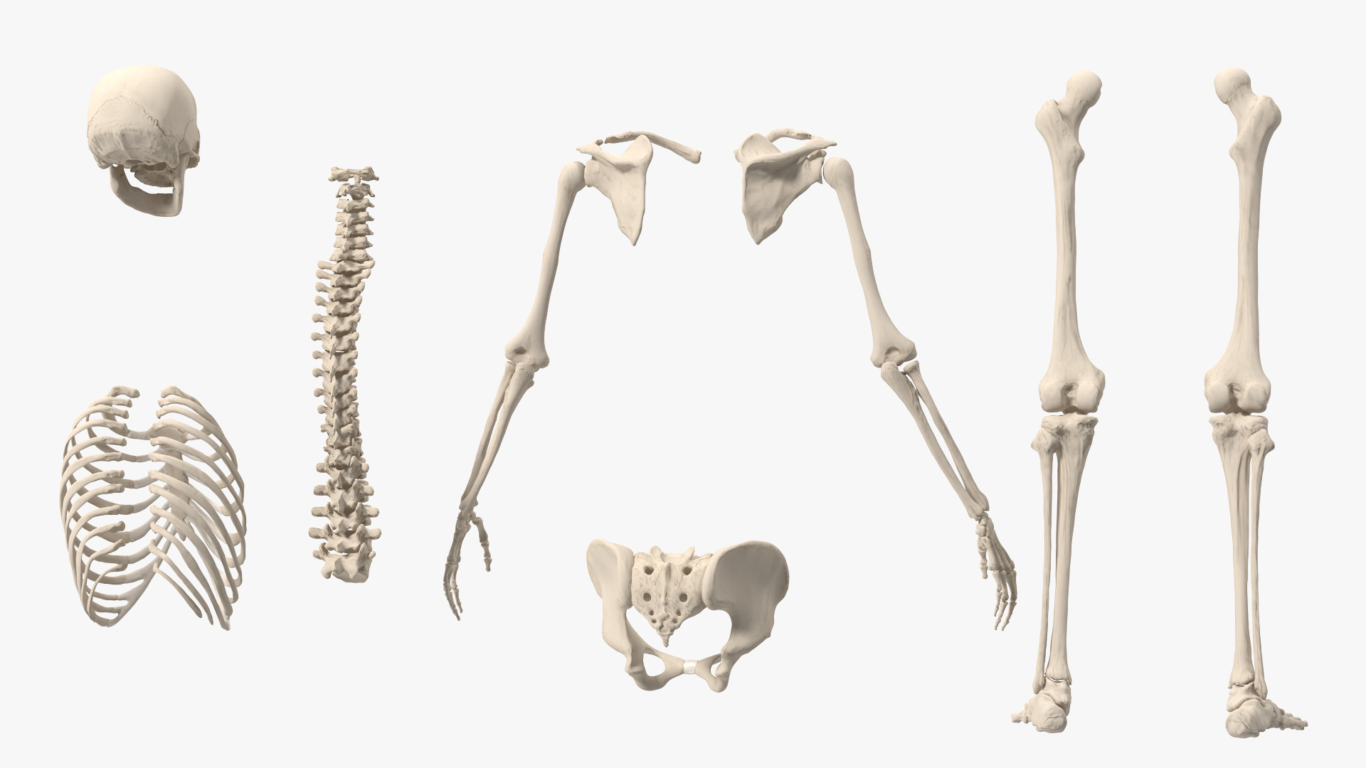 3D Female Anatomy Skeleton model