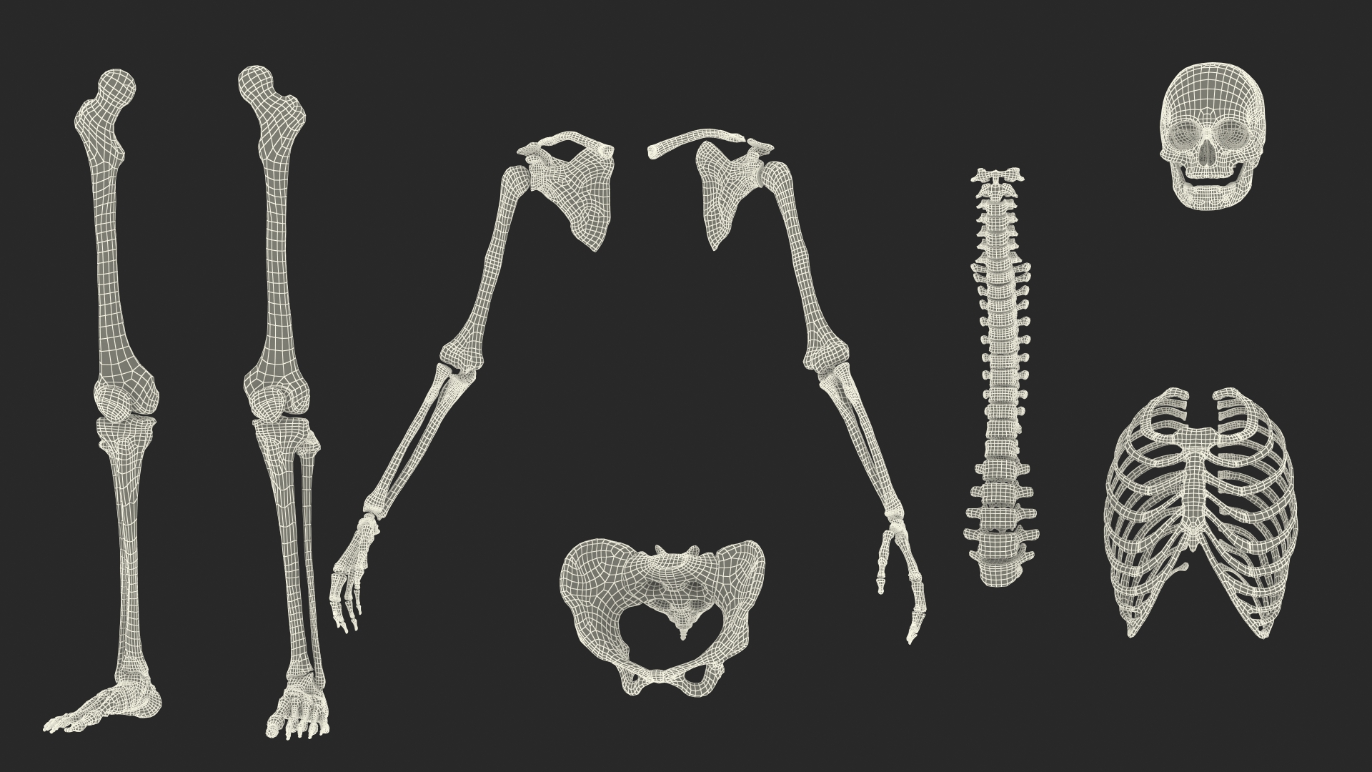 3D Female Anatomy Skeleton model