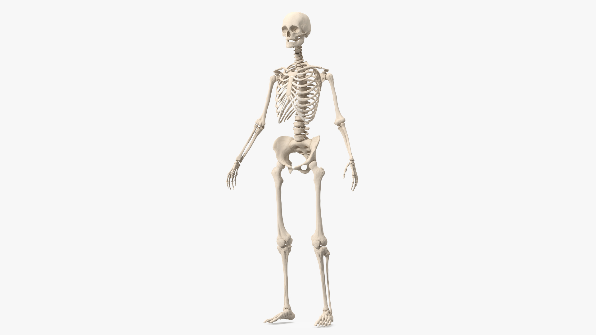 3D Female Anatomy Skeleton model
