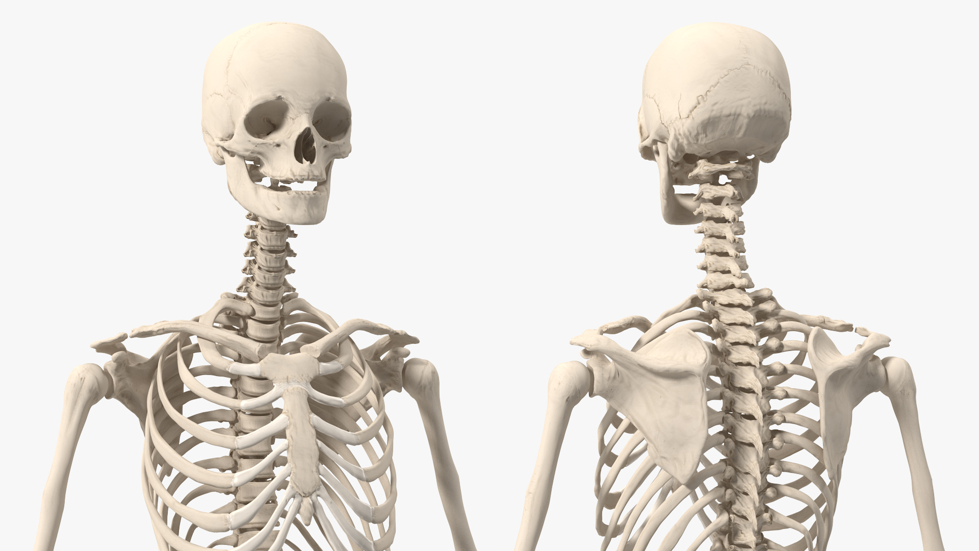 3D Female Anatomy Skeleton model