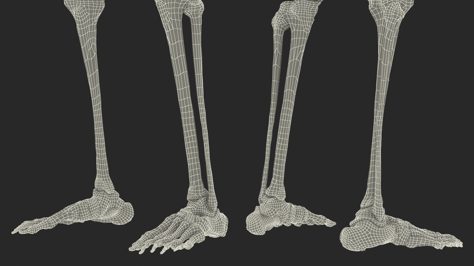 3D Female Anatomy Skeleton model