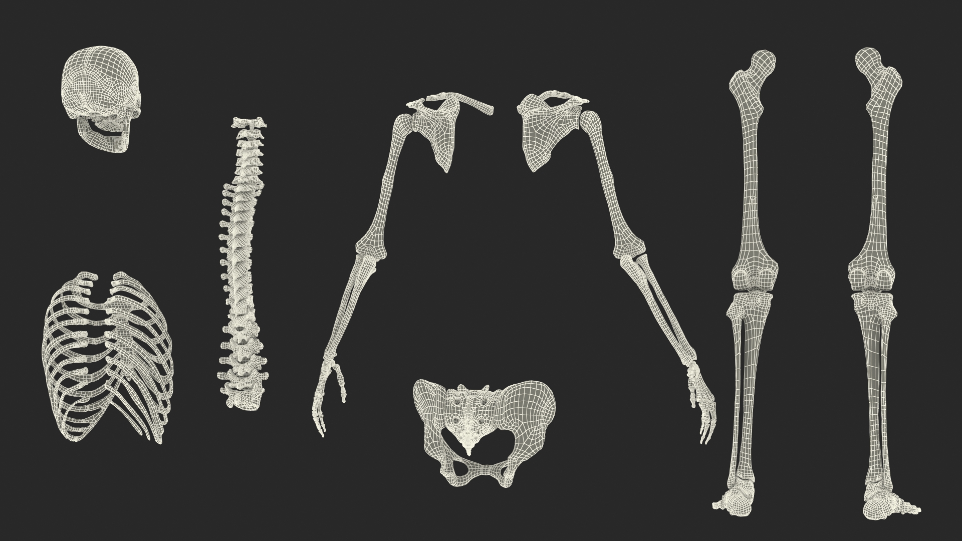 3D Female Anatomy Skeleton model