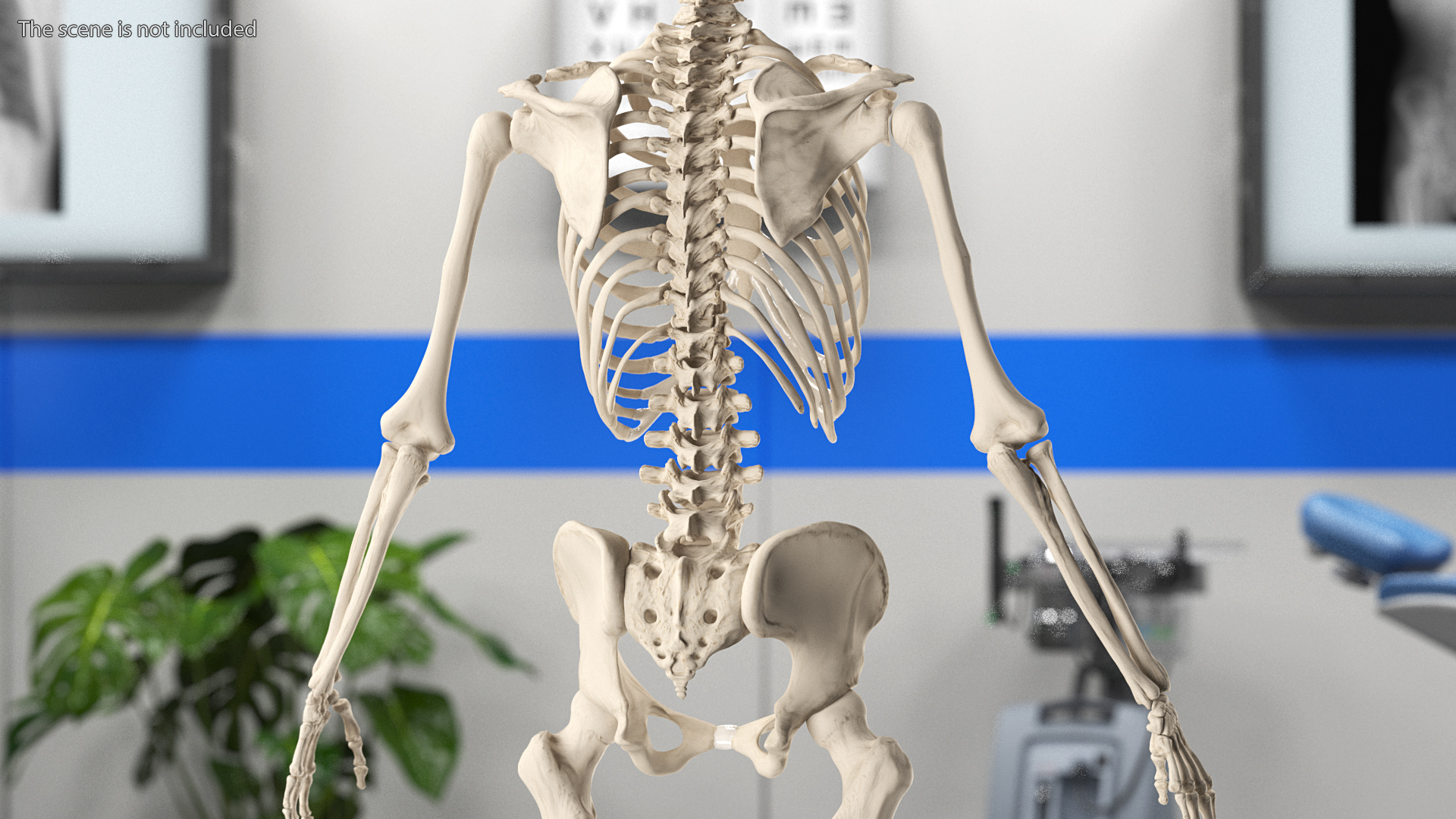 3D Female Anatomy Skeleton model