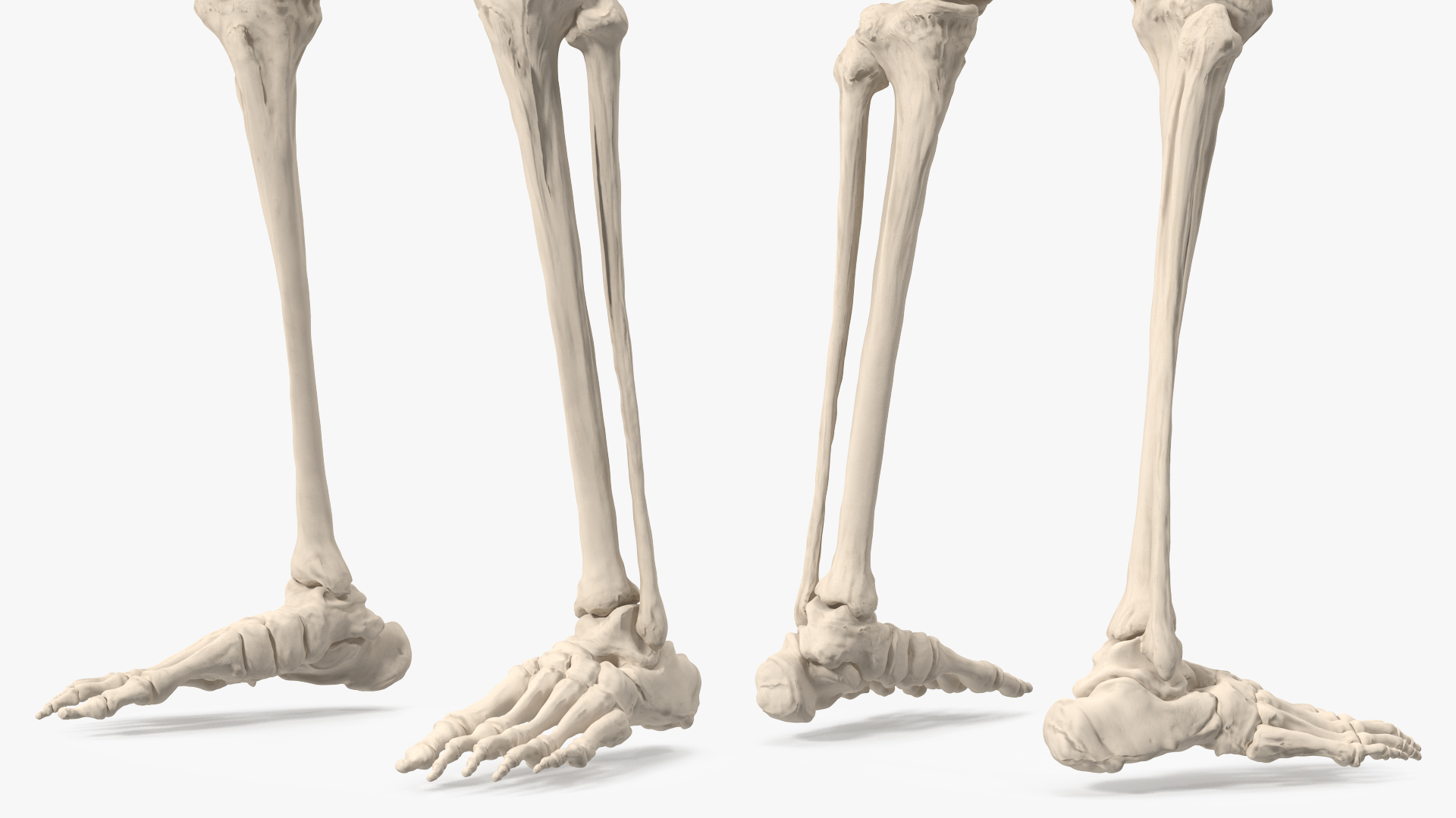 3D Female Anatomy Skeleton model