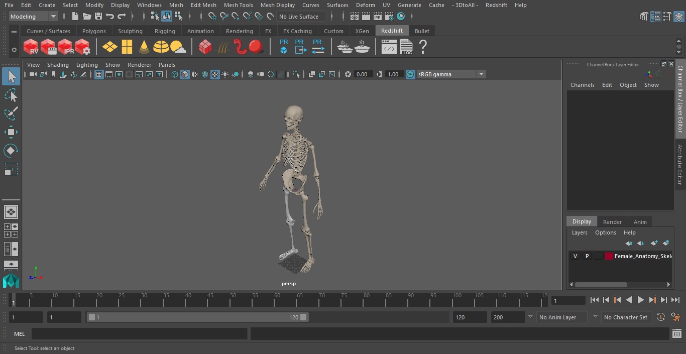 3D Female Anatomy Skeleton model