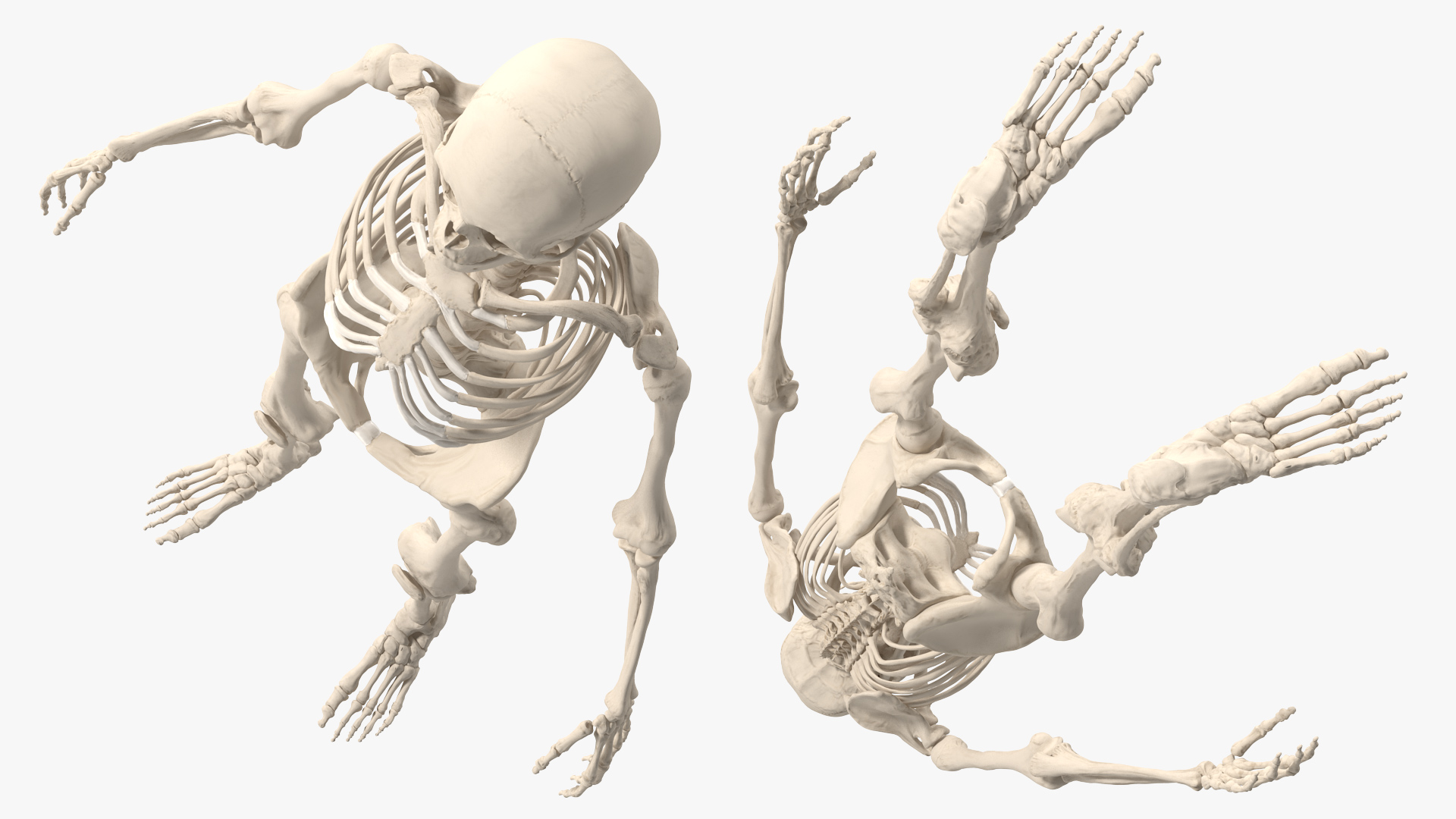 3D Female Anatomy Skeleton model