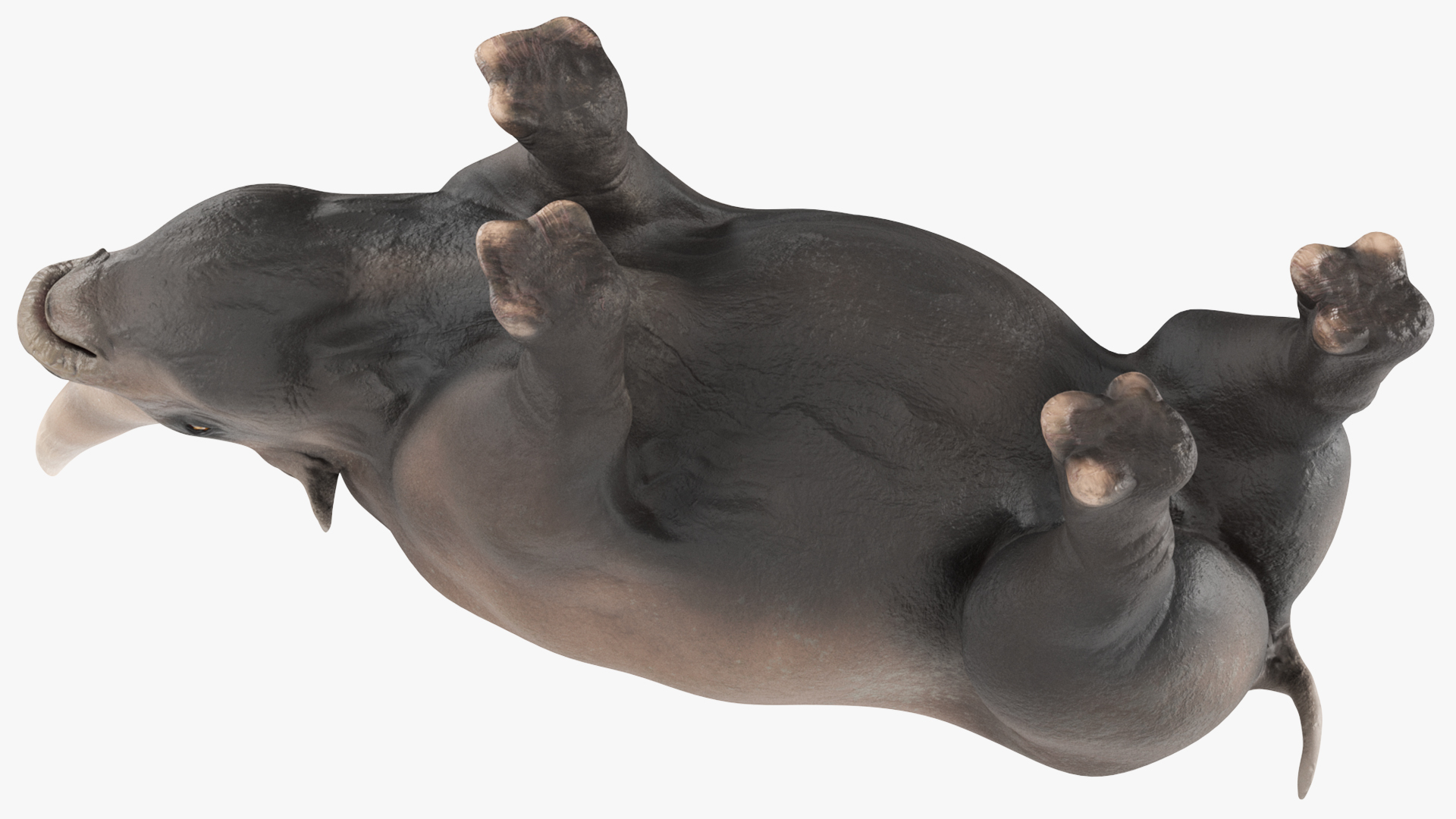 Extinct Giant Rhinoceros Walking Pose 3D