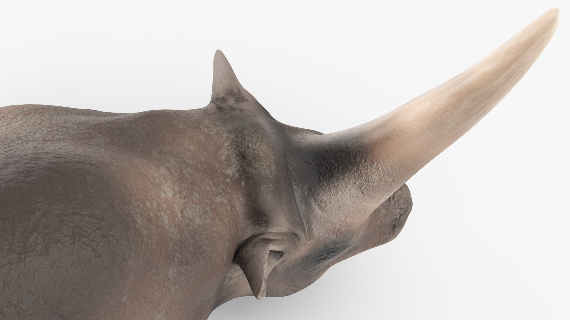 Extinct Giant Rhinoceros Walking Pose 3D