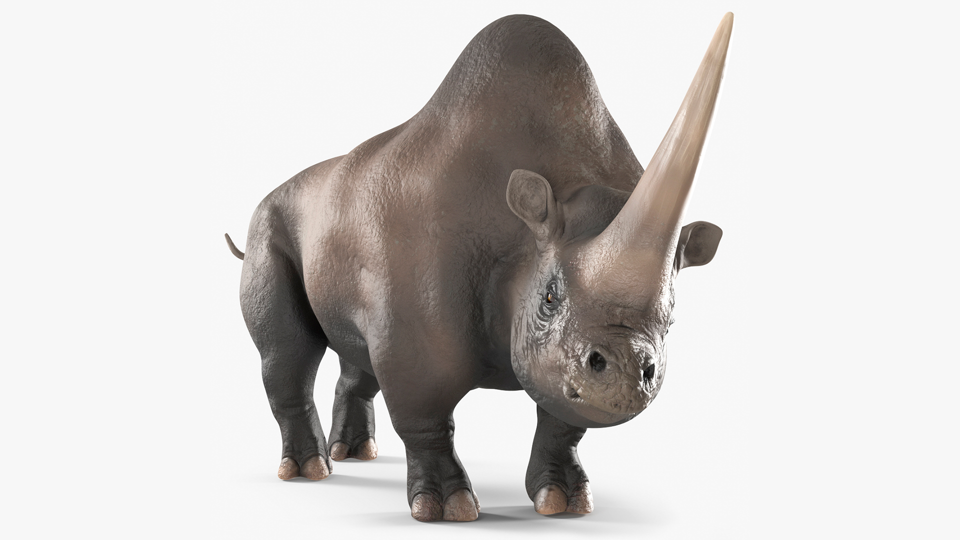 Extinct Giant Rhinoceros Walking Pose 3D