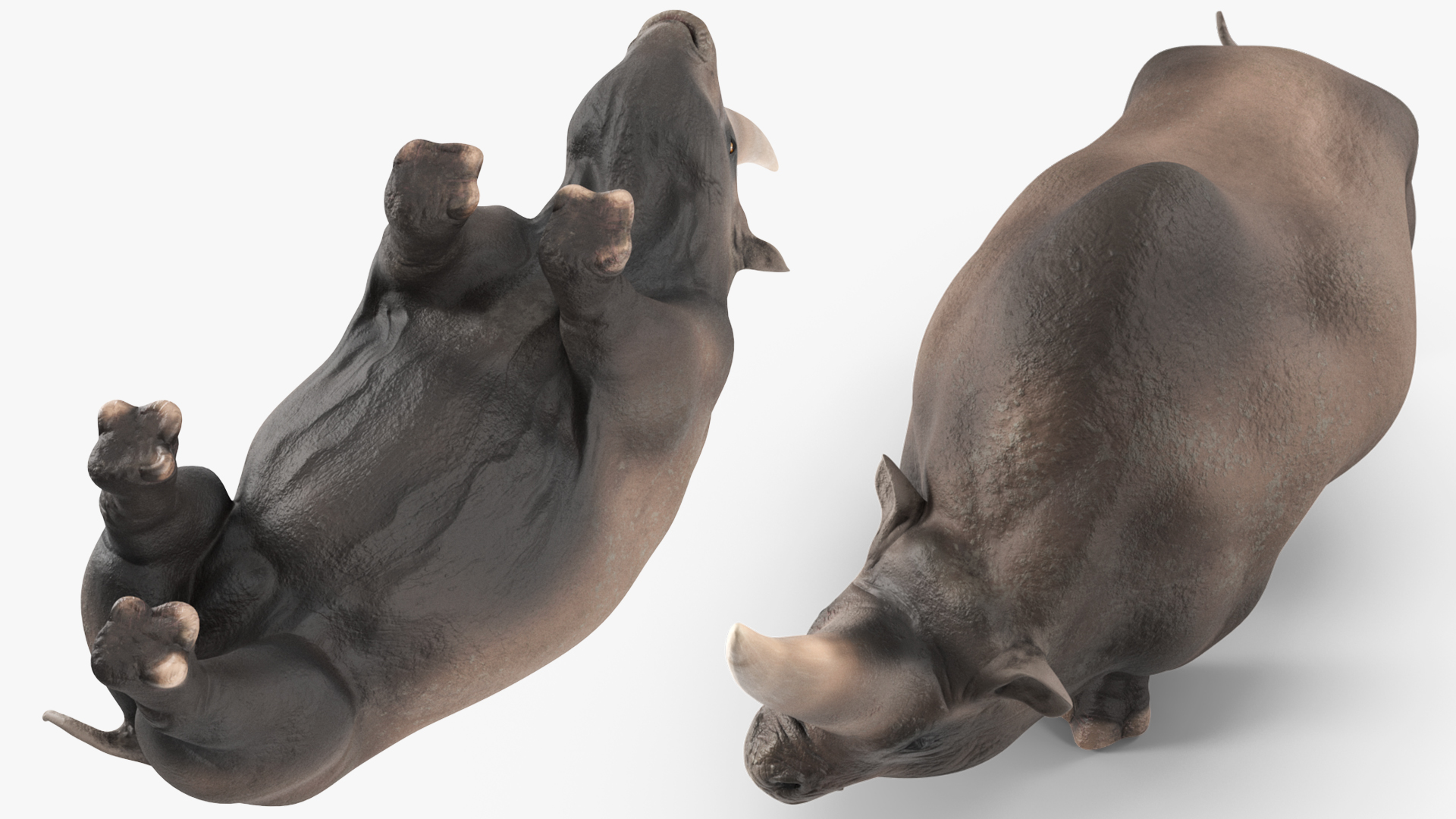Extinct Giant Rhinoceros Walking Pose 3D