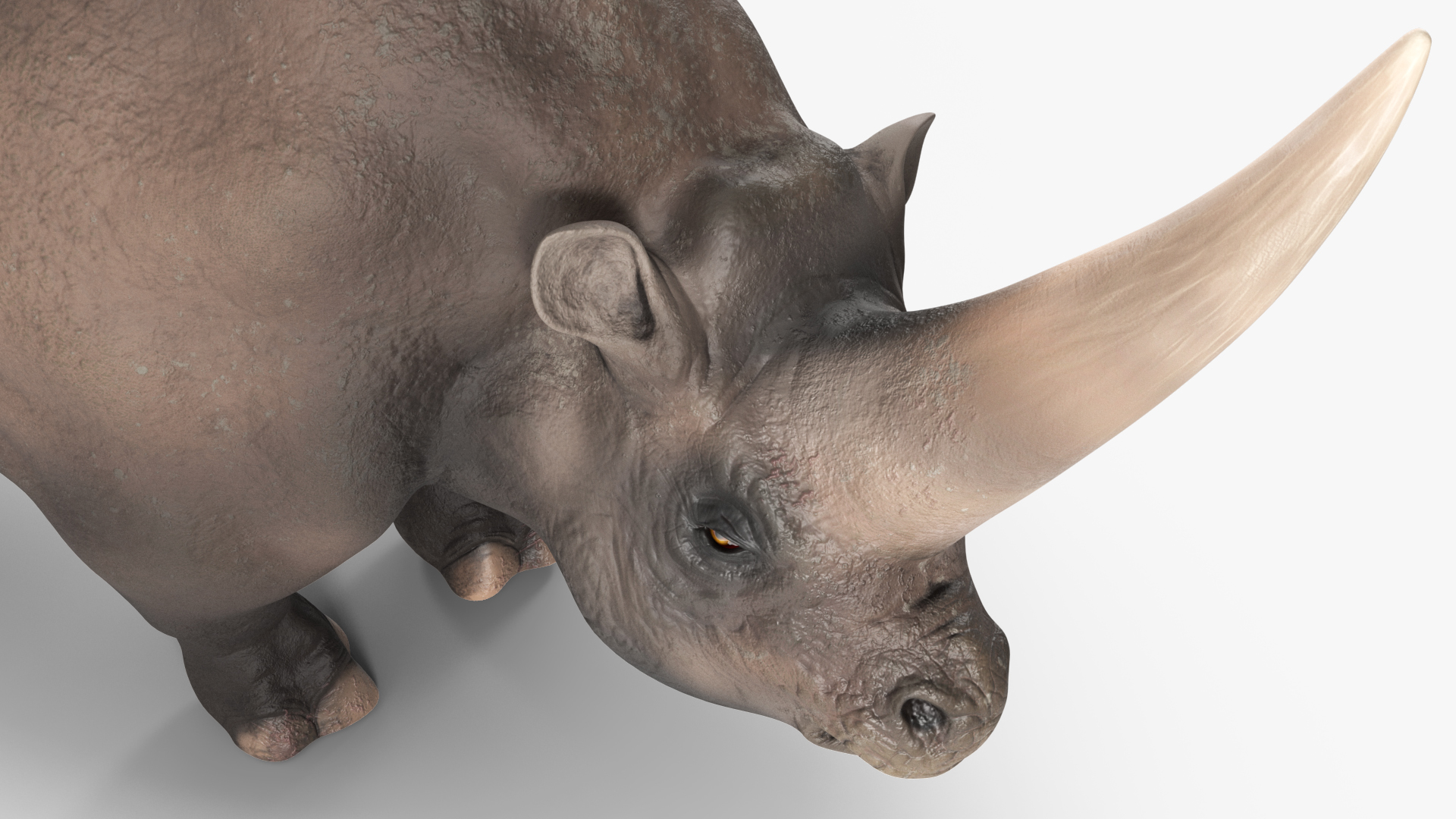 Extinct Giant Rhinoceros Walking Pose 3D