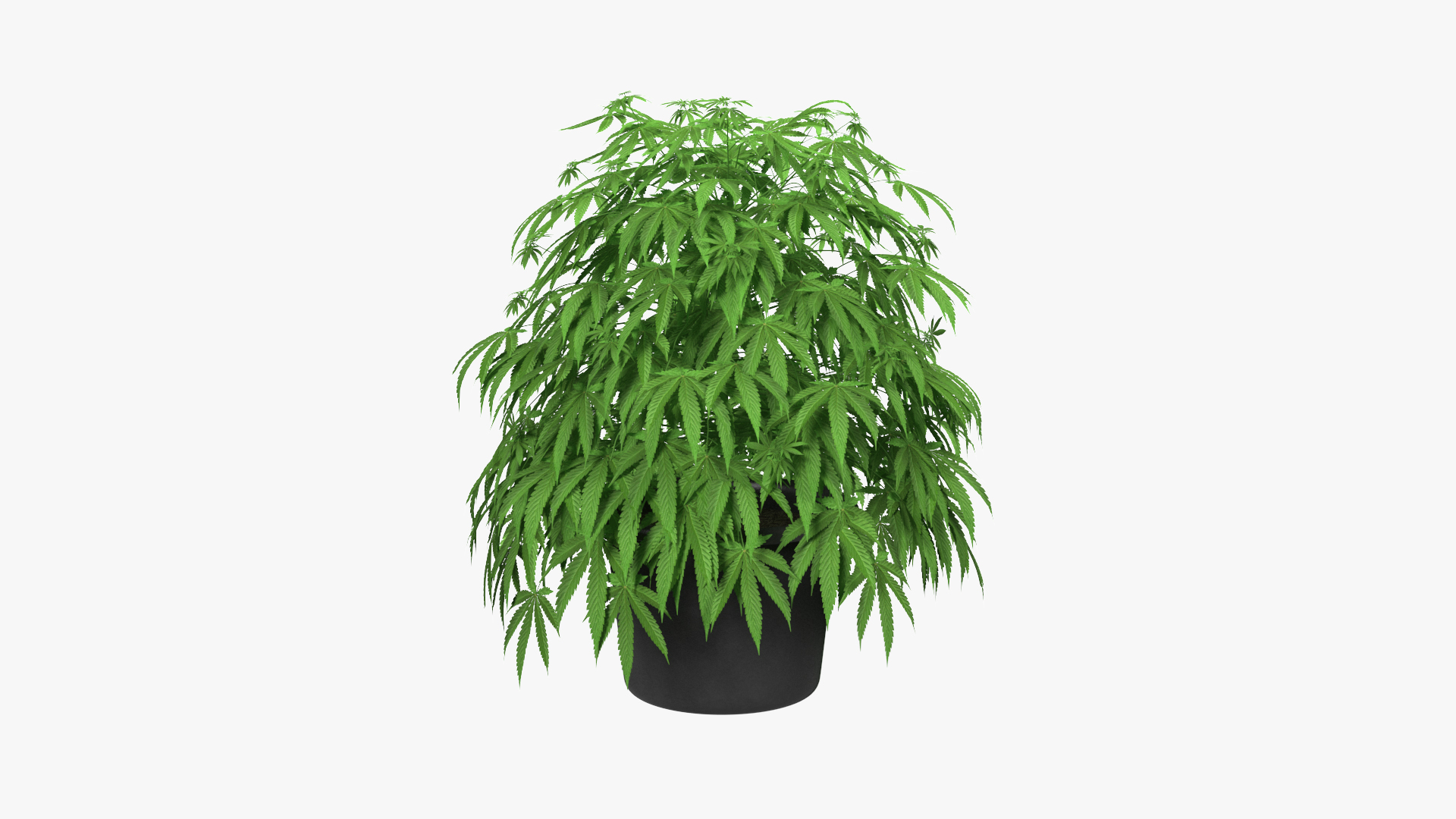 Marijuana Plant in a Pot 3D model